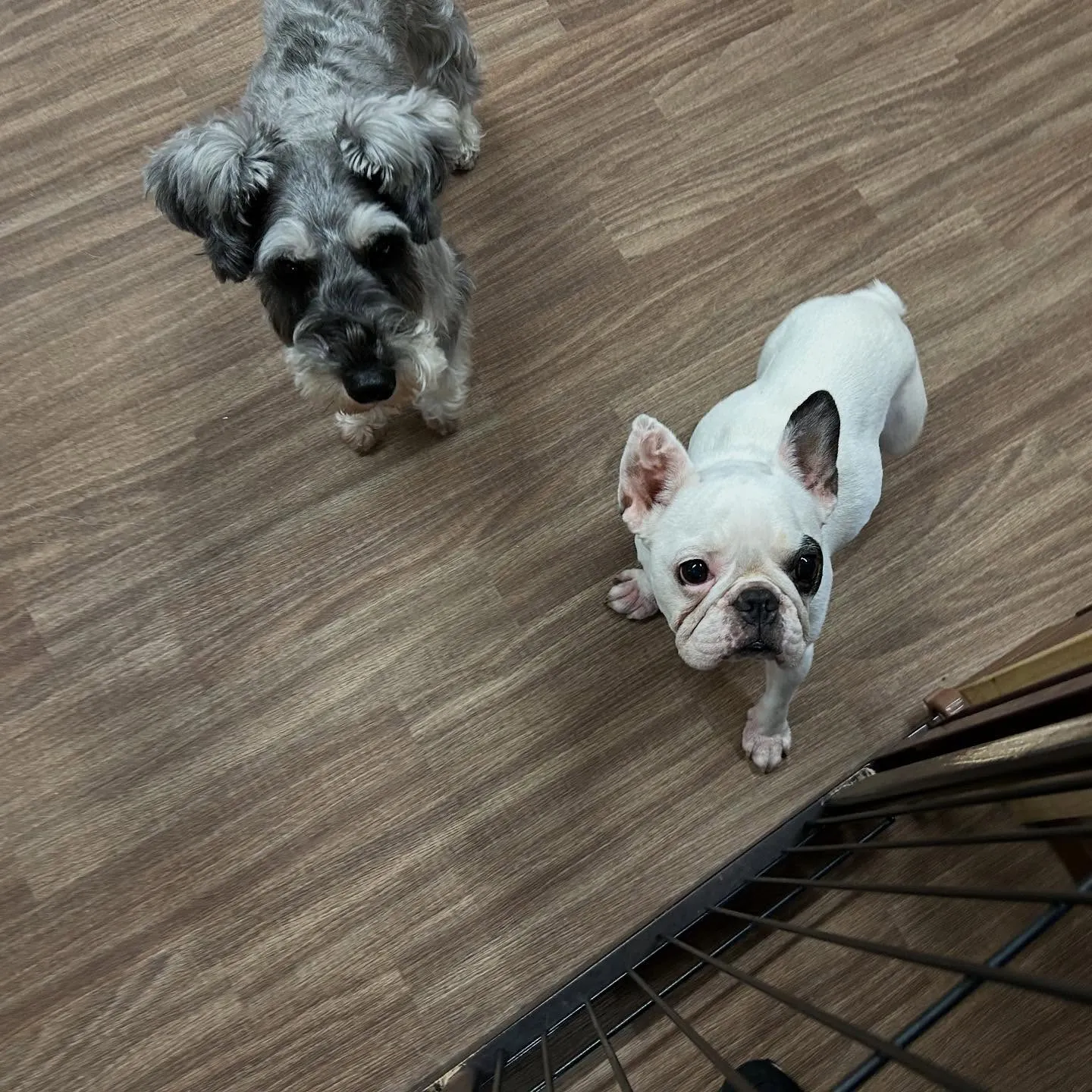 入会してくれたソフィアちゃんです❣️