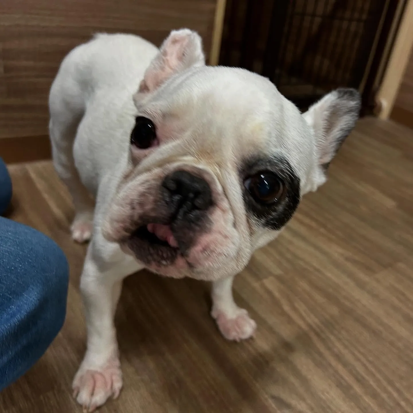 ソフィアちゃん