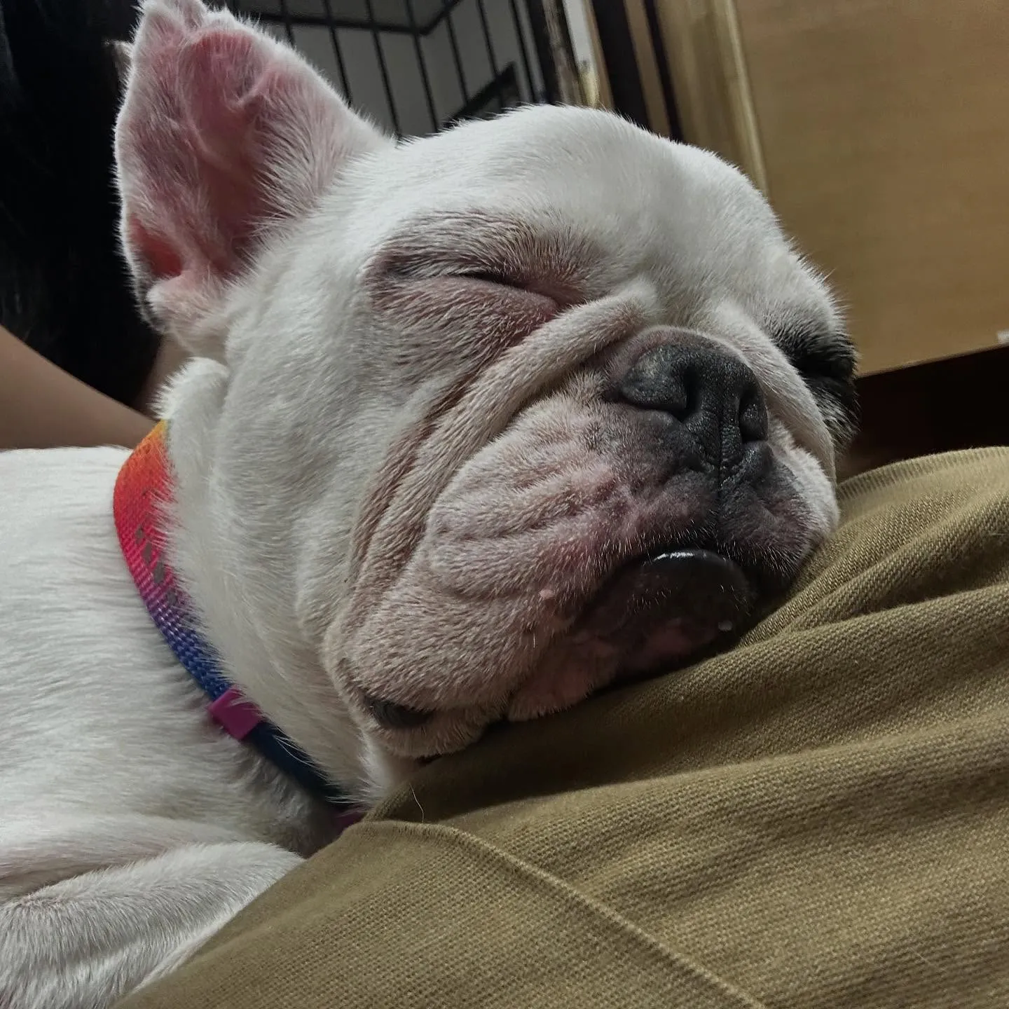 入会してくれたソフィアちゃんです❣️