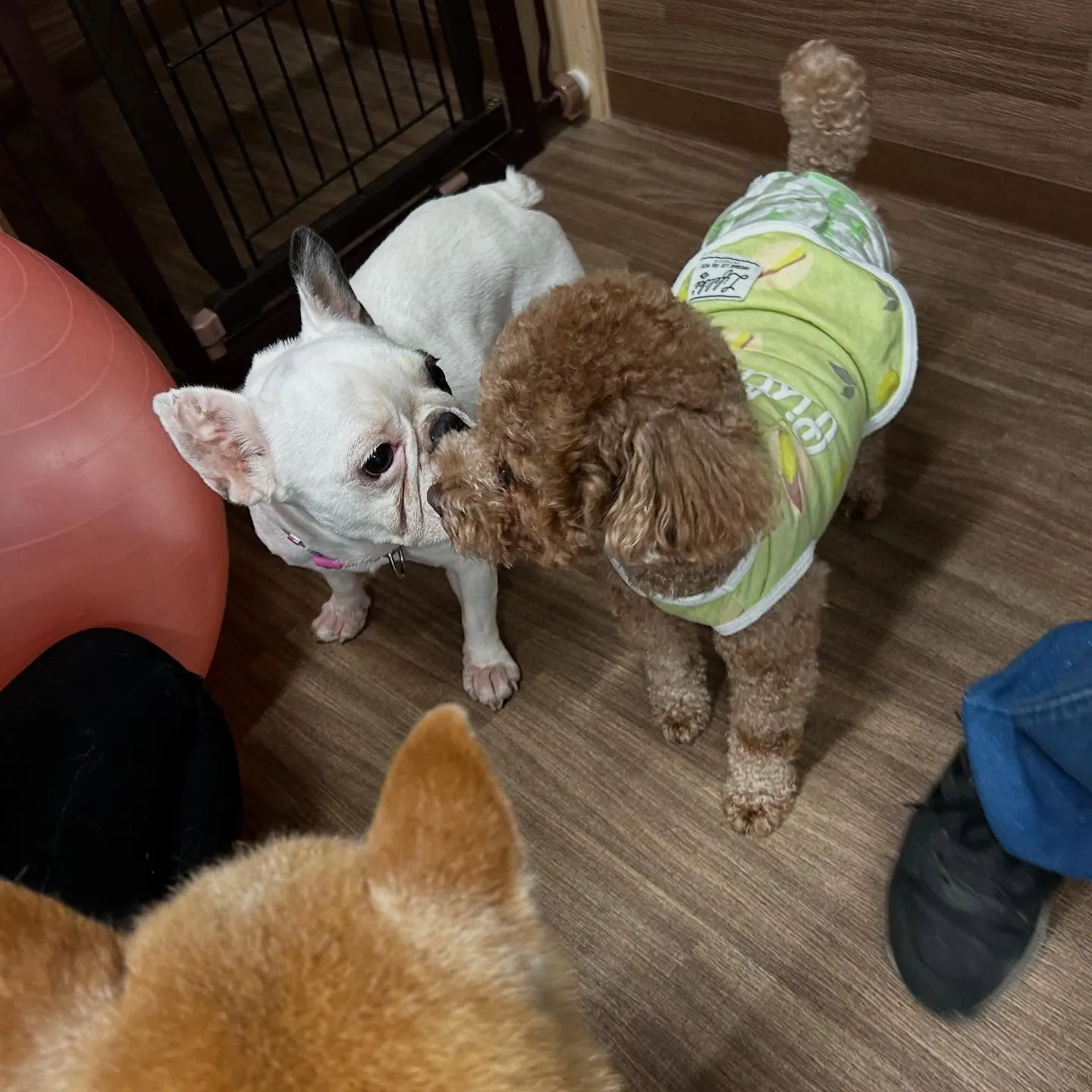 入会してくれたソフィアちゃんです❣️