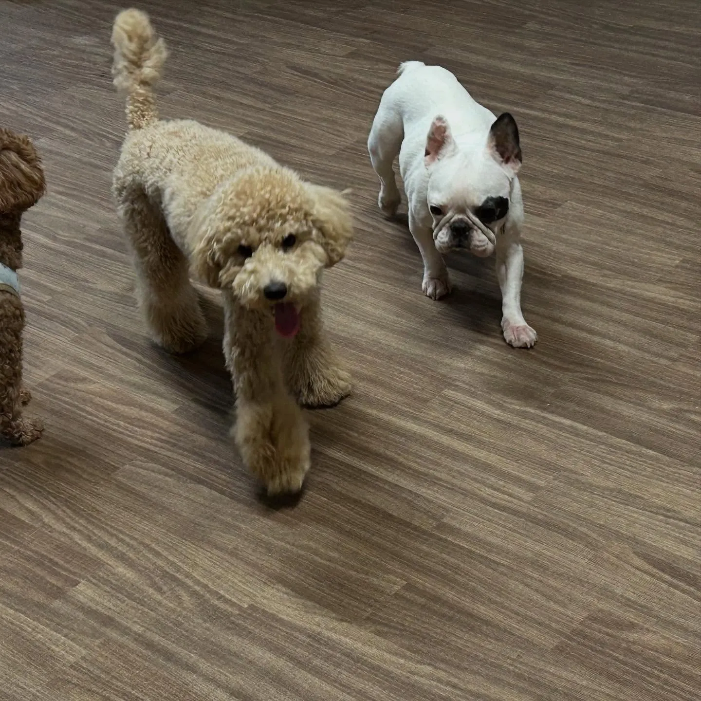 入会してくれたソフィアちゃんです❣️