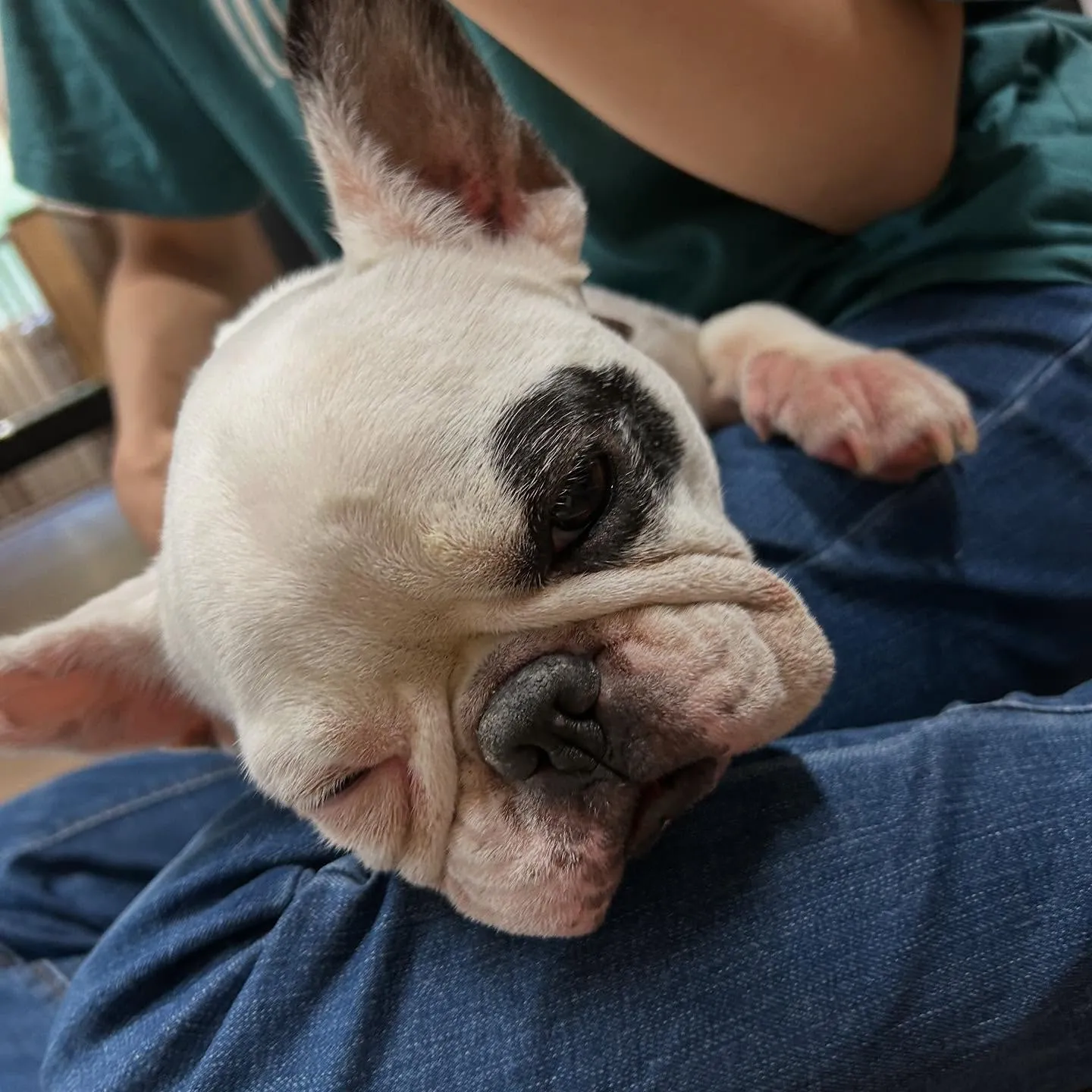 入会してくれたソフィアちゃんです❣️