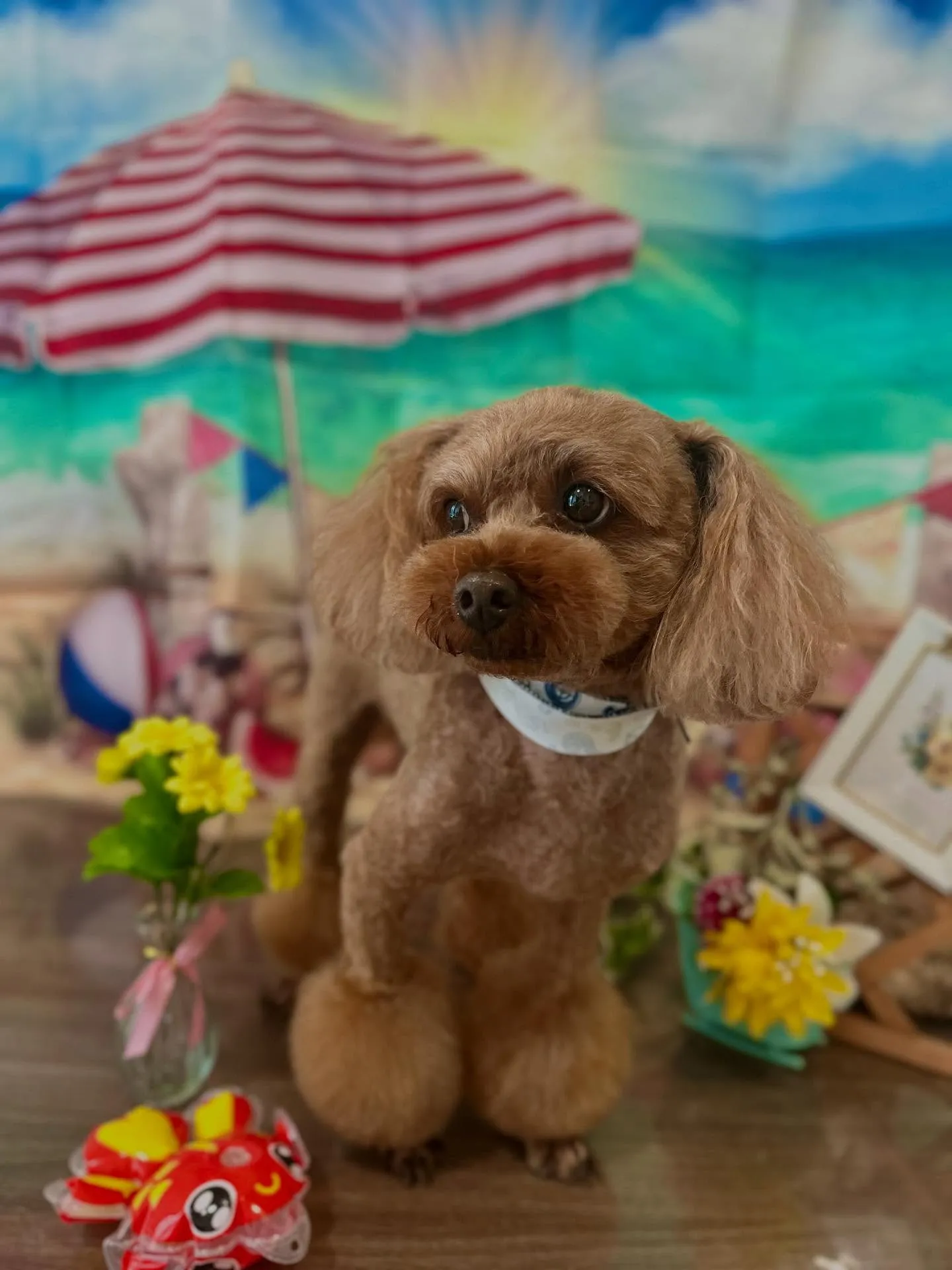 トリミングに来てくれたわんこたちです💖