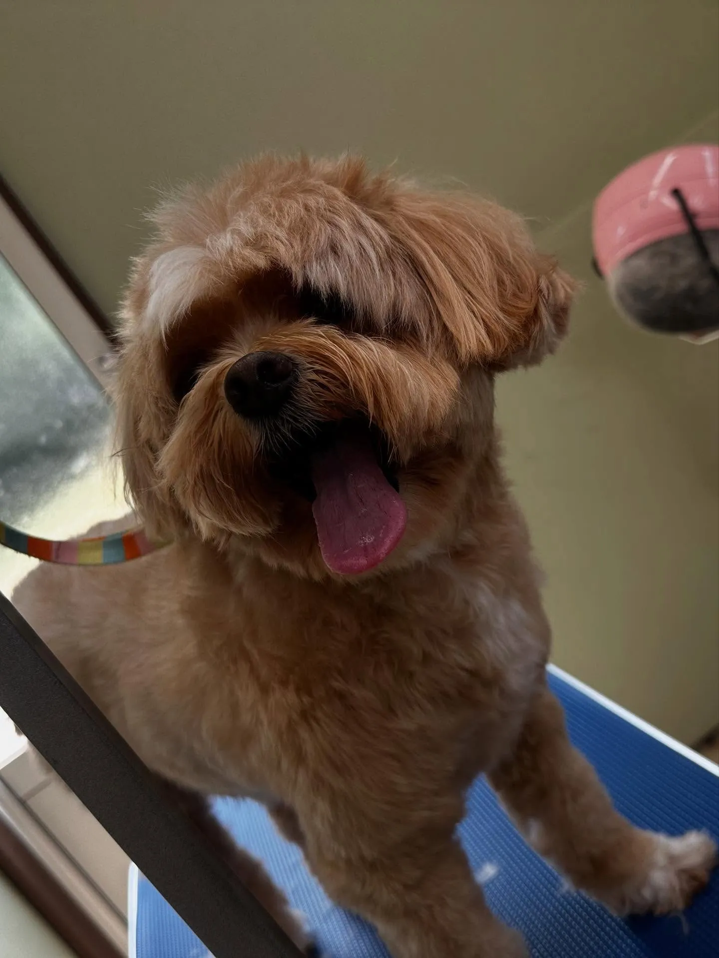 トリミングに来てくれたわんこたちです💖