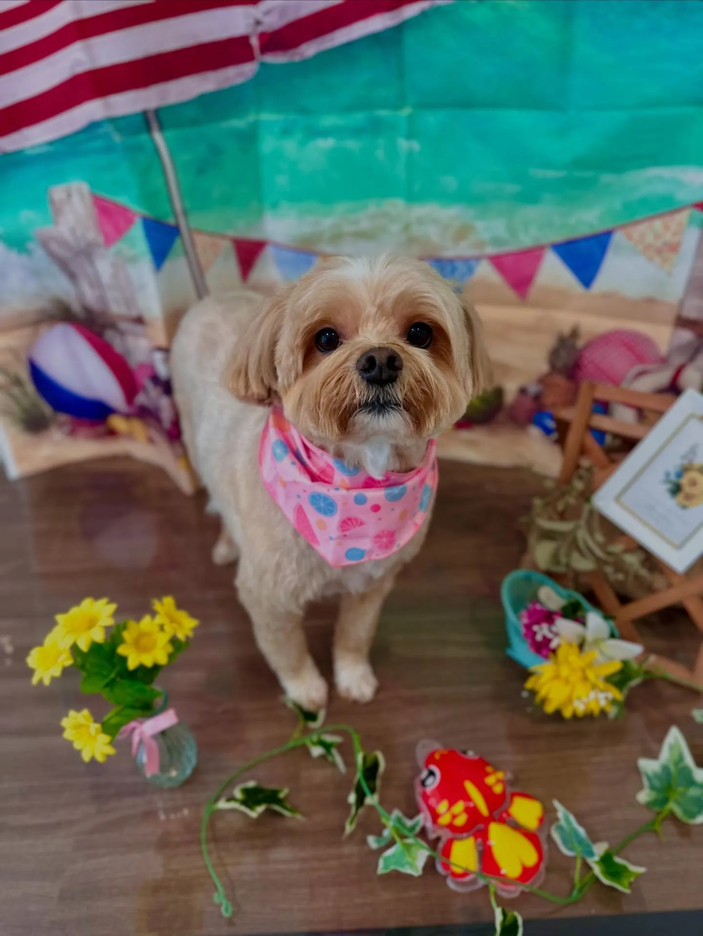 トリミングに来てくれたわんこたちです💖