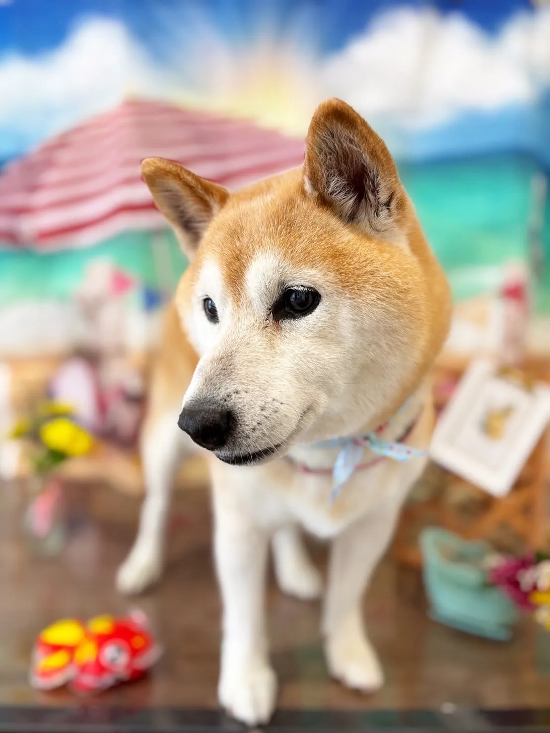 トリミングに来てくれたわんこたちです💖