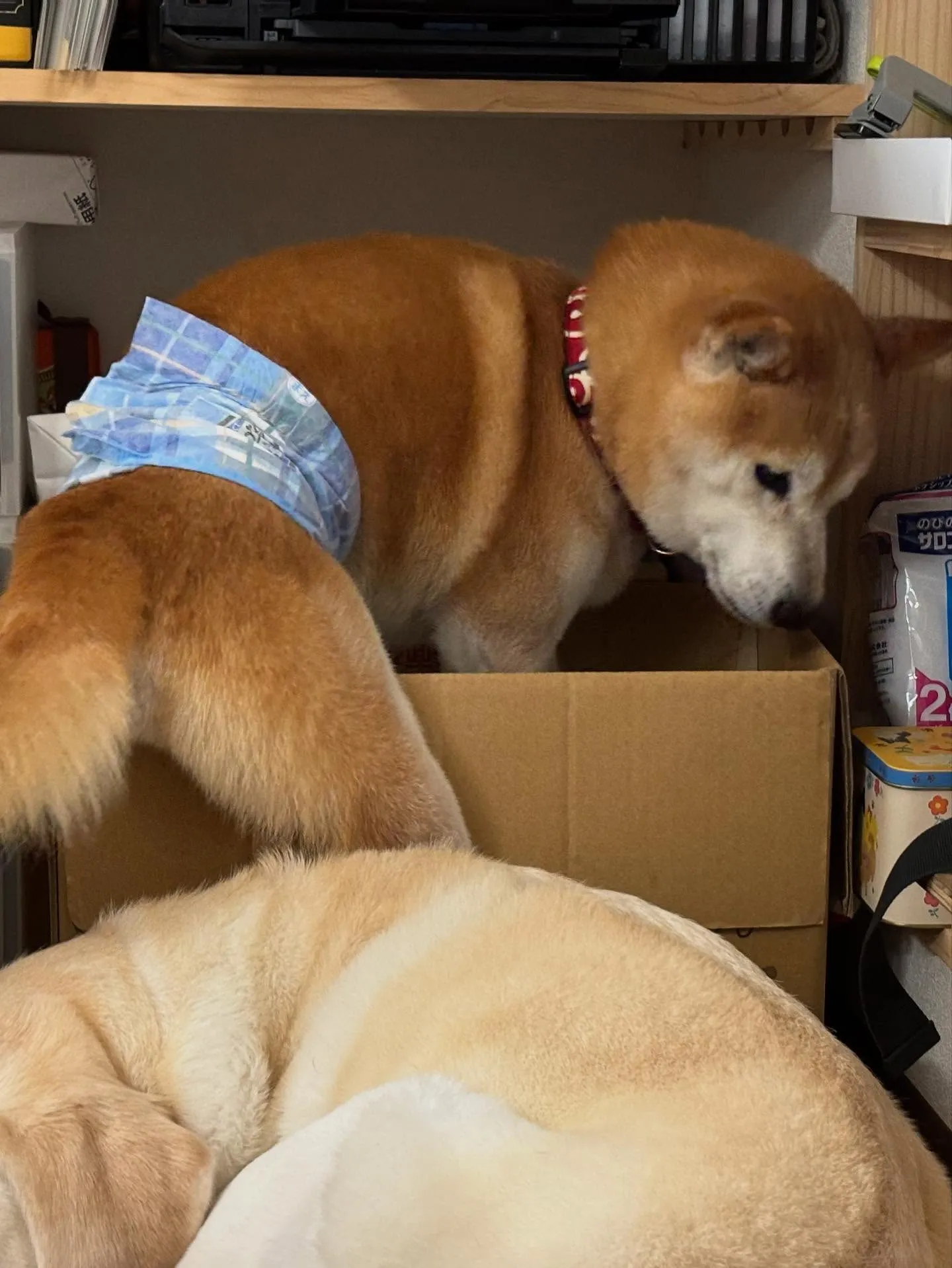 トリミングに来てくれたわんこたちです💖