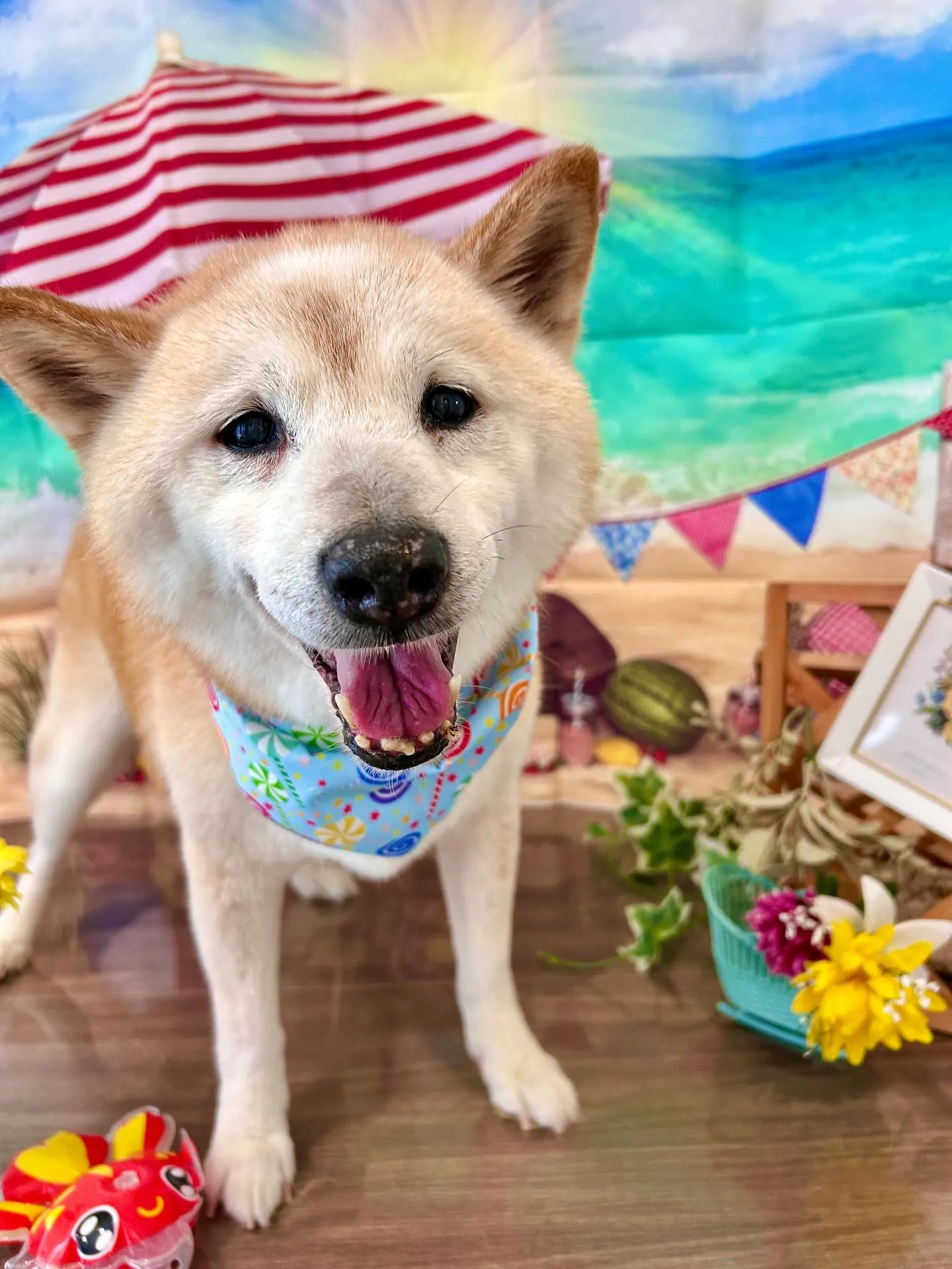 トリミングに来てくれたわんこたちです💖