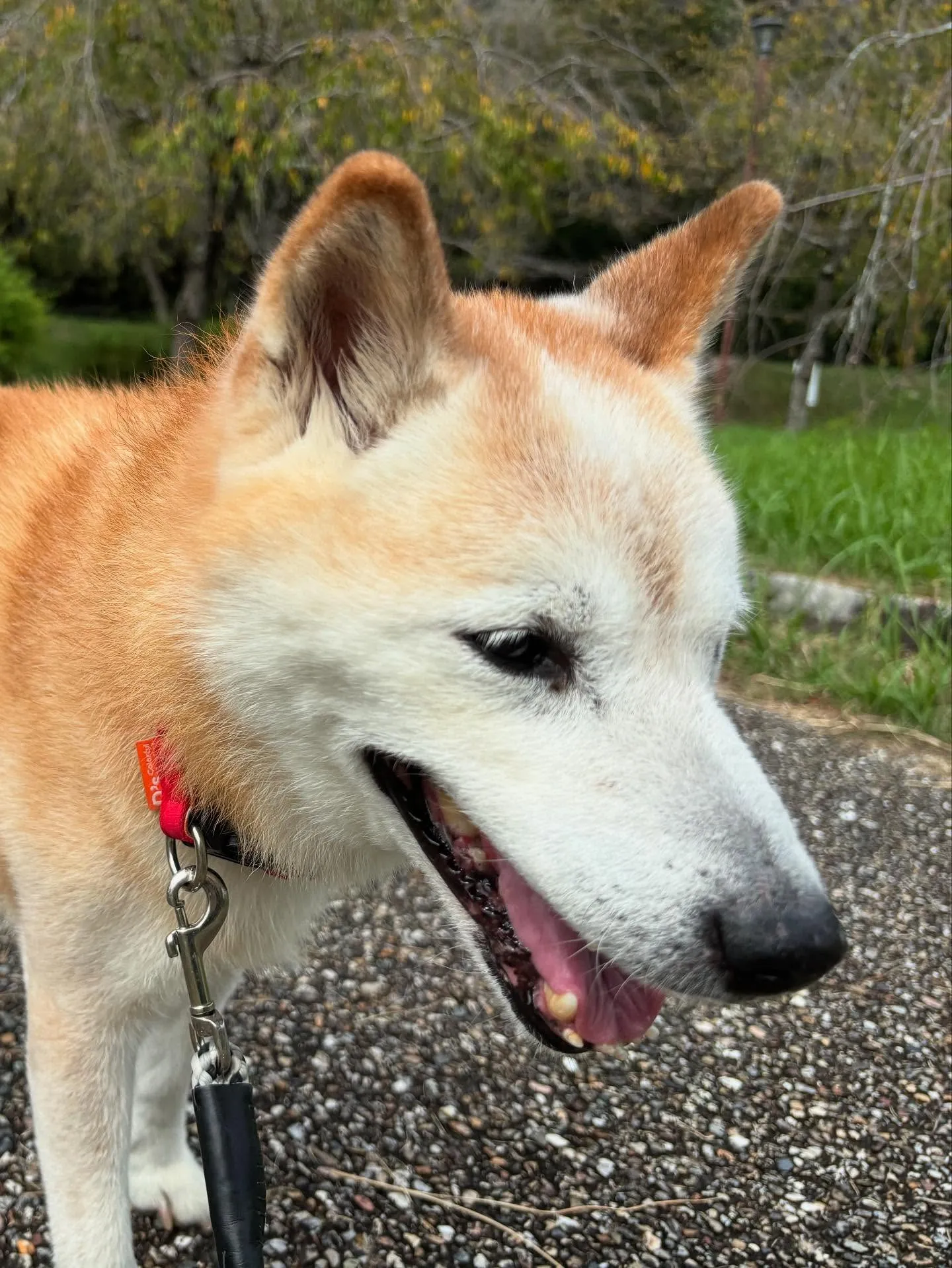 トリミングに来てくれたわんこたちです💖