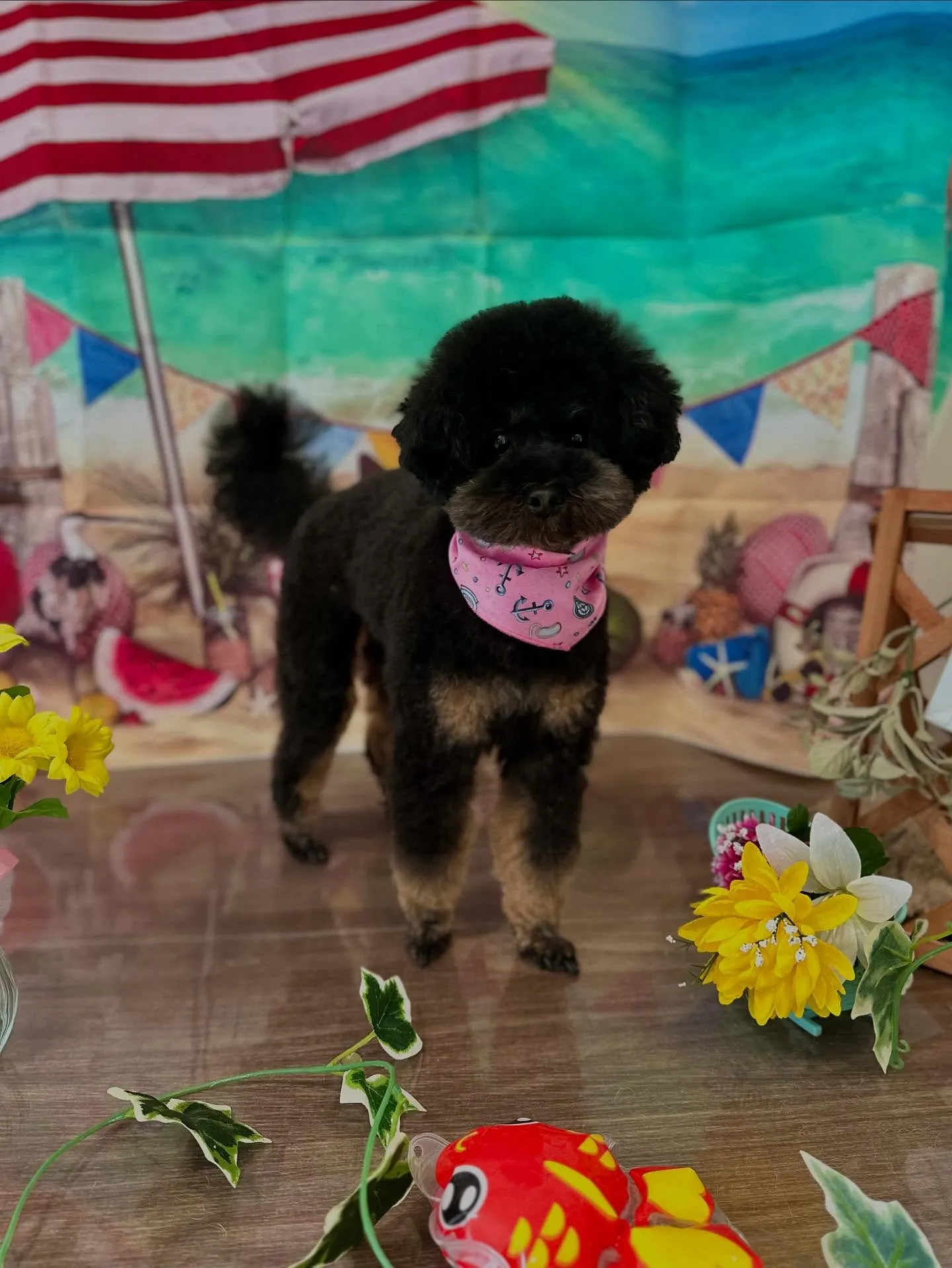 トリミングに来てくれたわんこたちです💖