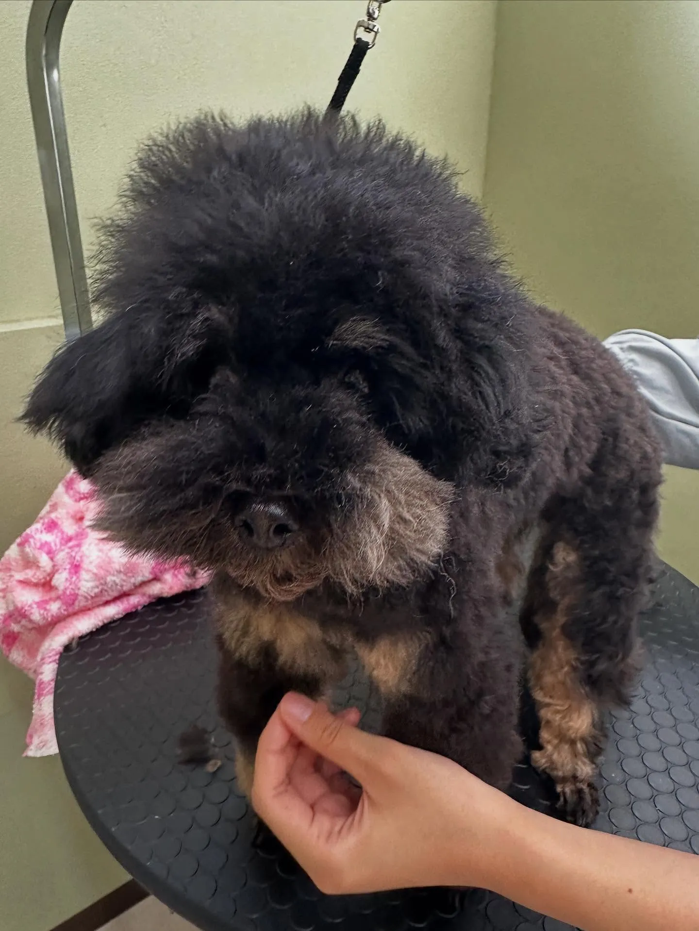 トリミングに来てくれたわんこたちです💖