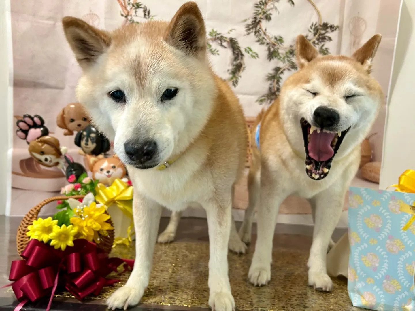 今日は飛鳥くんと雪丸くんのお誕生日でした🎂