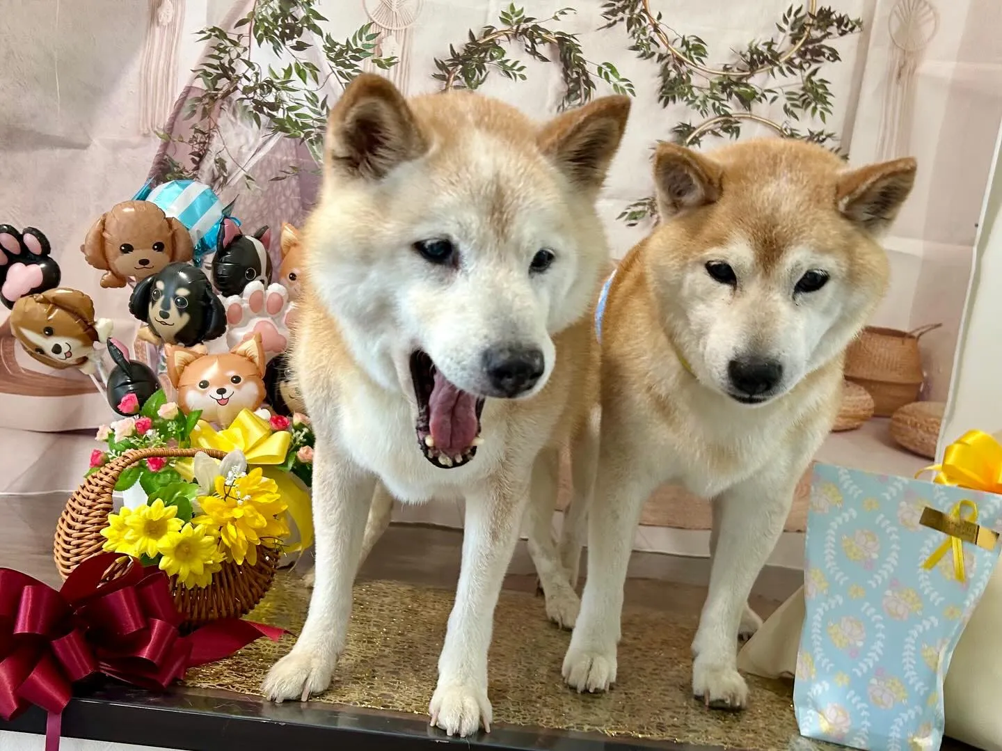 今日は飛鳥くんと雪丸くんのお誕生日でした🎂