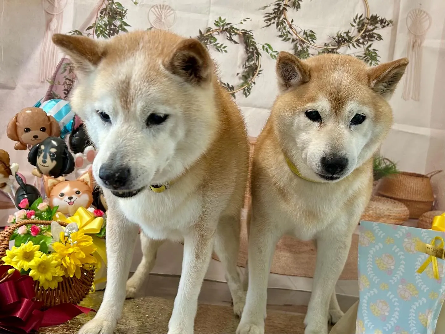 今日は飛鳥くんと雪丸くんのお誕生日でした🎂