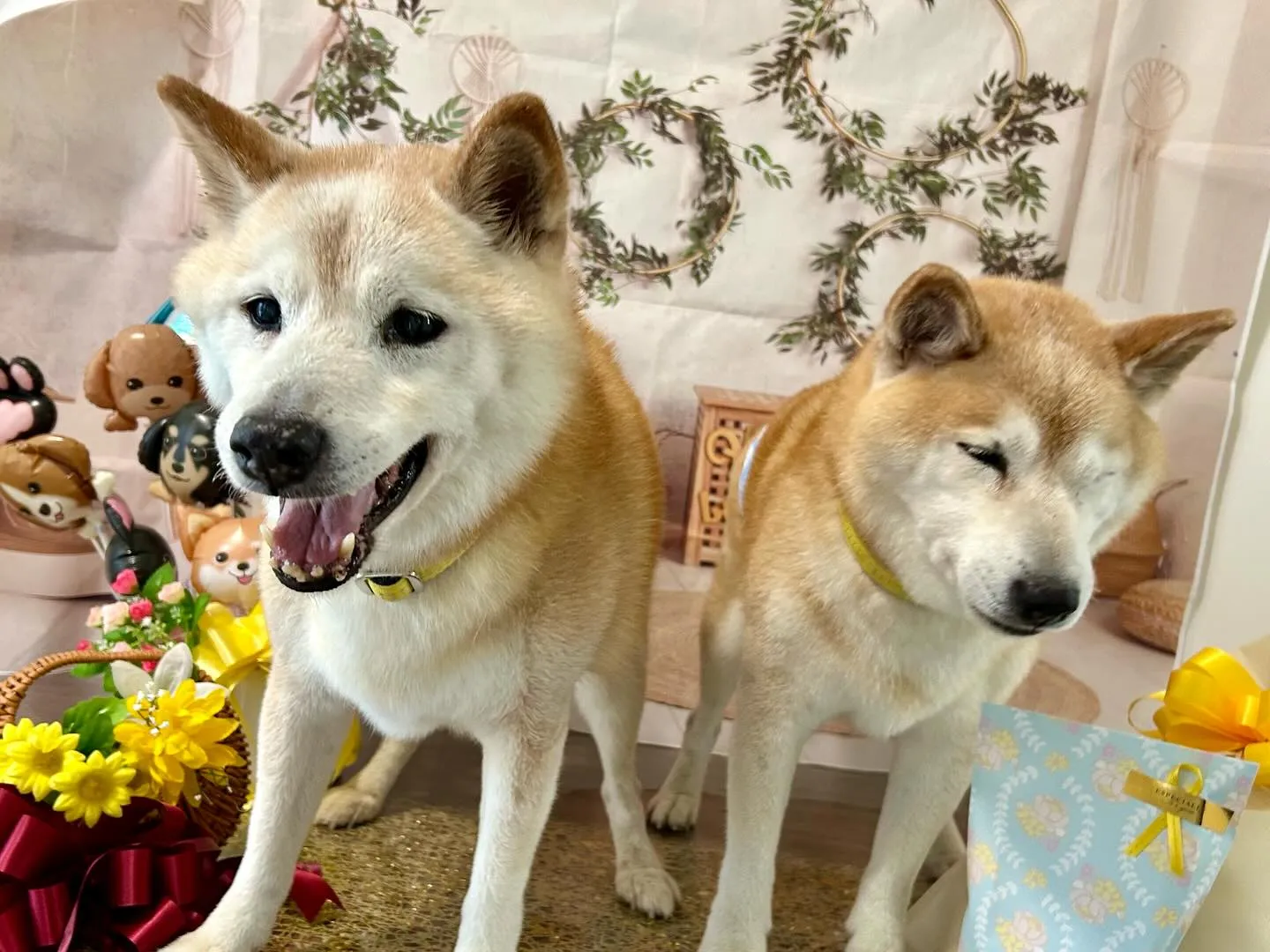 今日は飛鳥くんと雪丸くんのお誕生日でした🎂