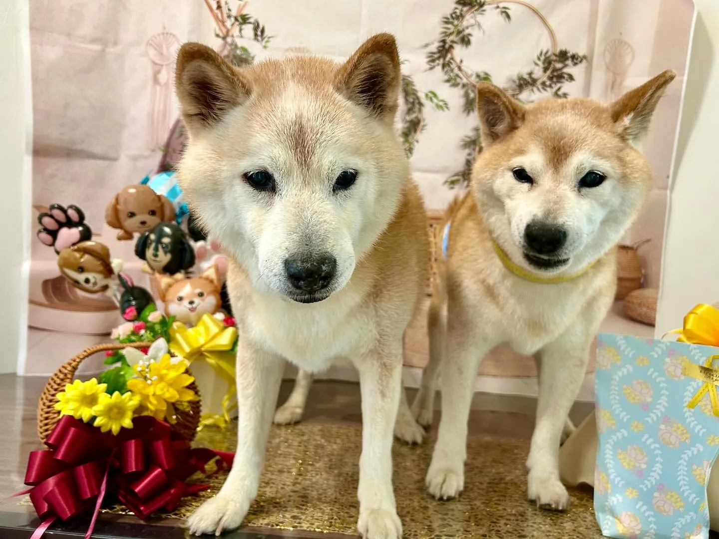 今日は飛鳥くんと雪丸くんのお誕生日でした🎂