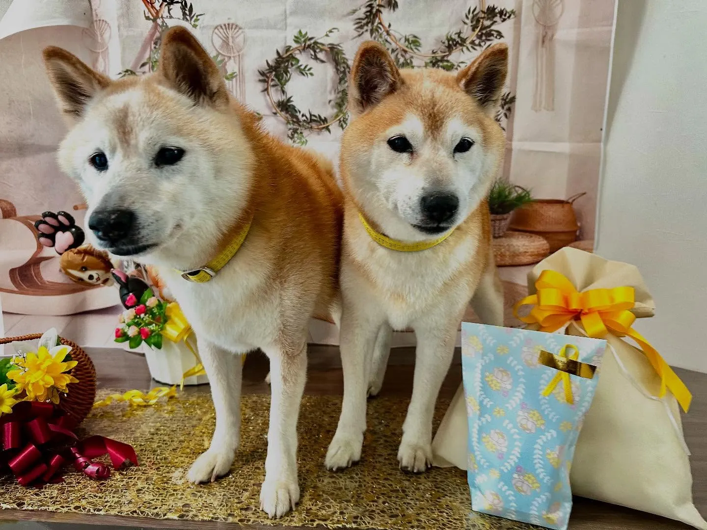 今日は飛鳥くんと雪丸くんのお誕生日でした🎂