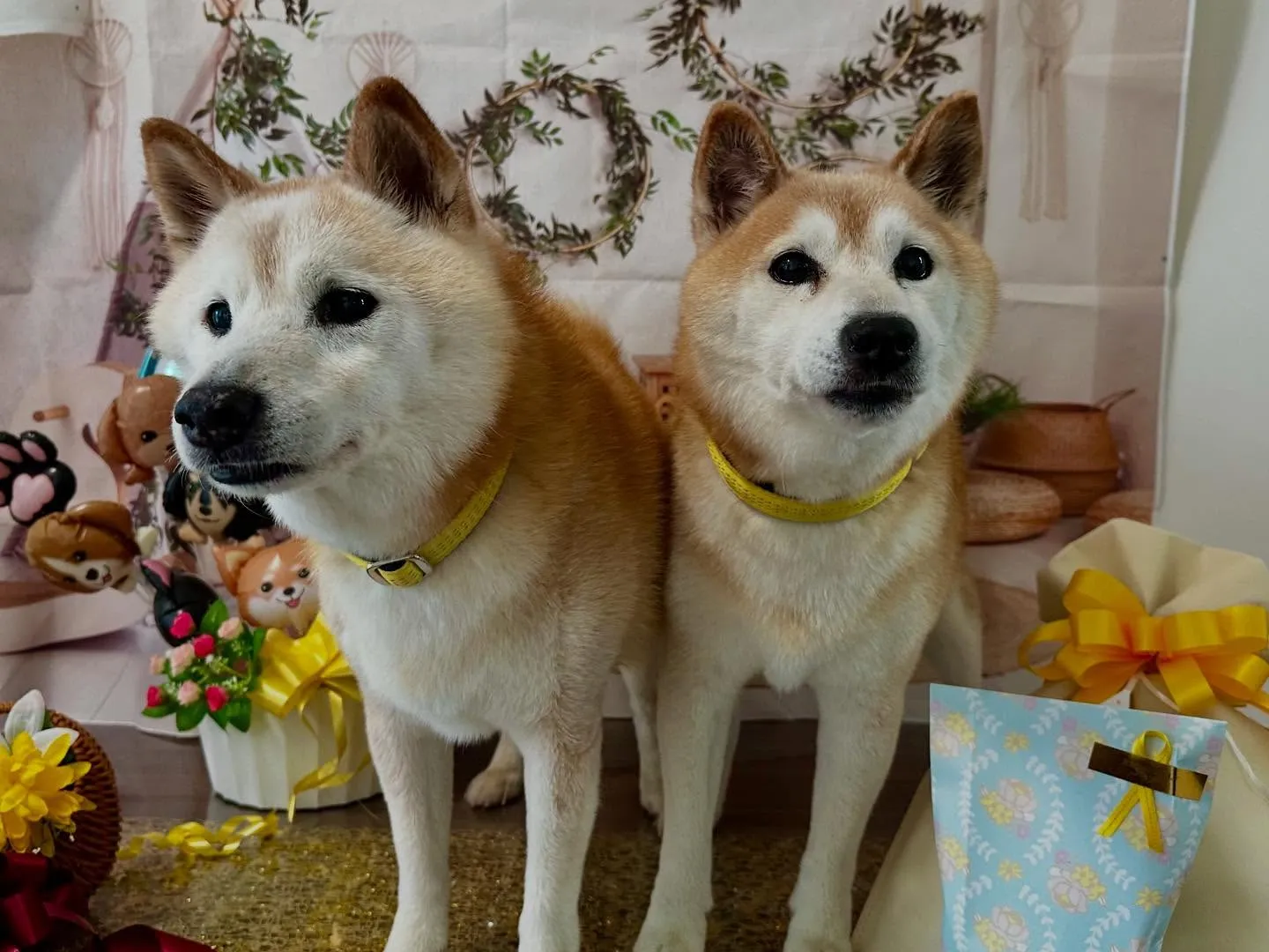 今日は飛鳥くんと雪丸くんのお誕生日でした🎂