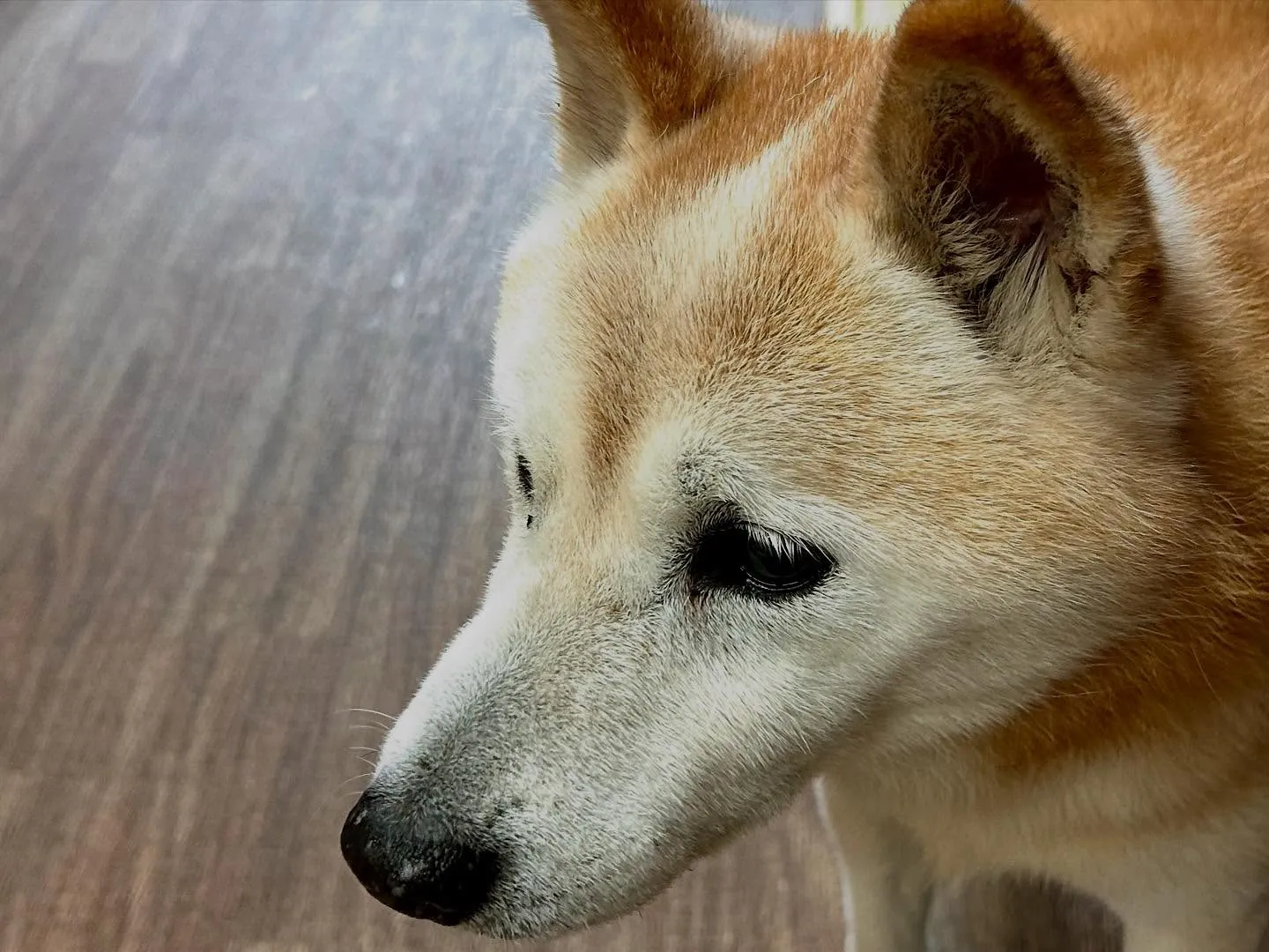 今日は飛鳥くんと雪丸くんのお誕生日でした🎂