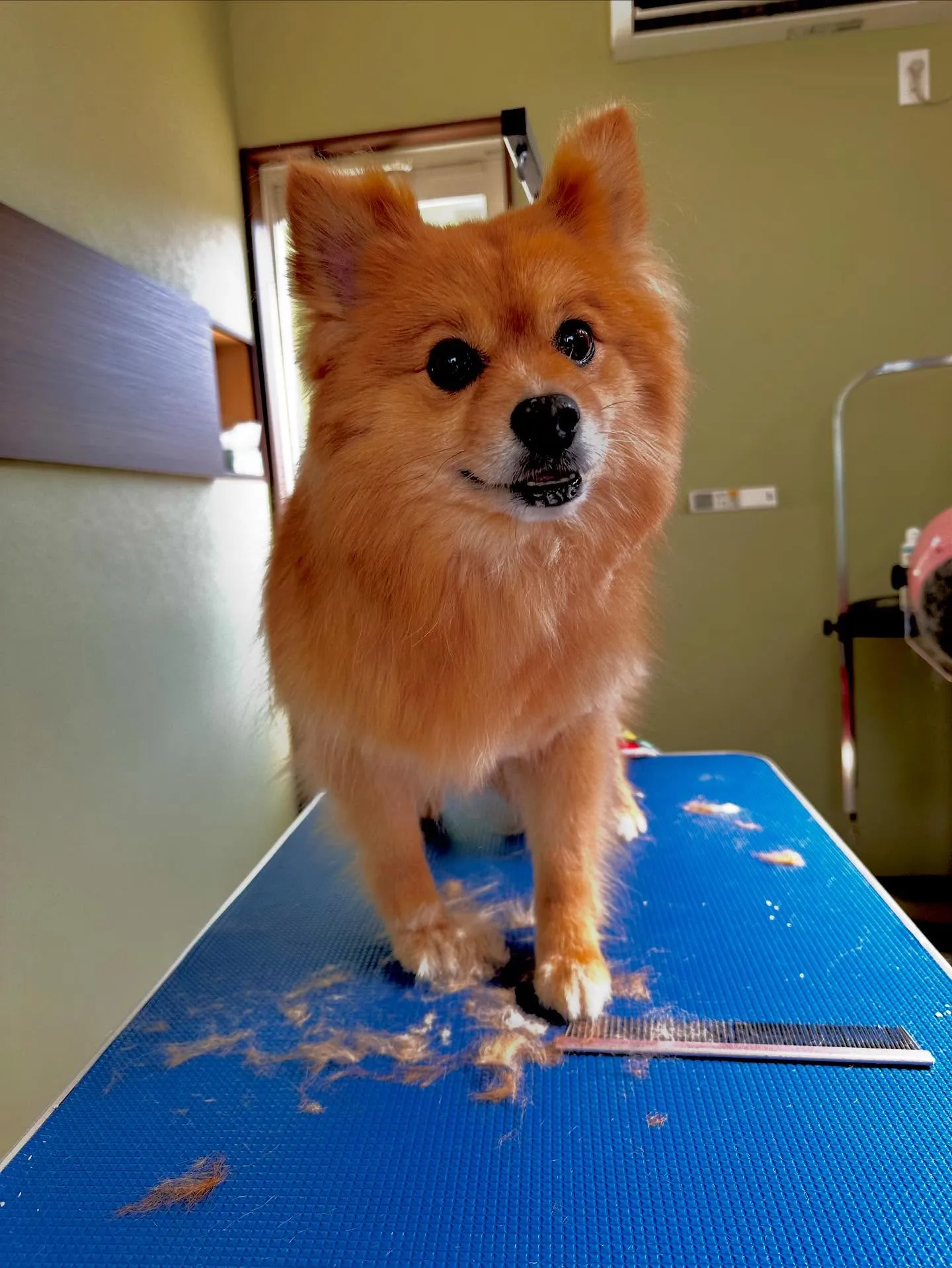 先月アップしきれなかったわんこさんたち🐾