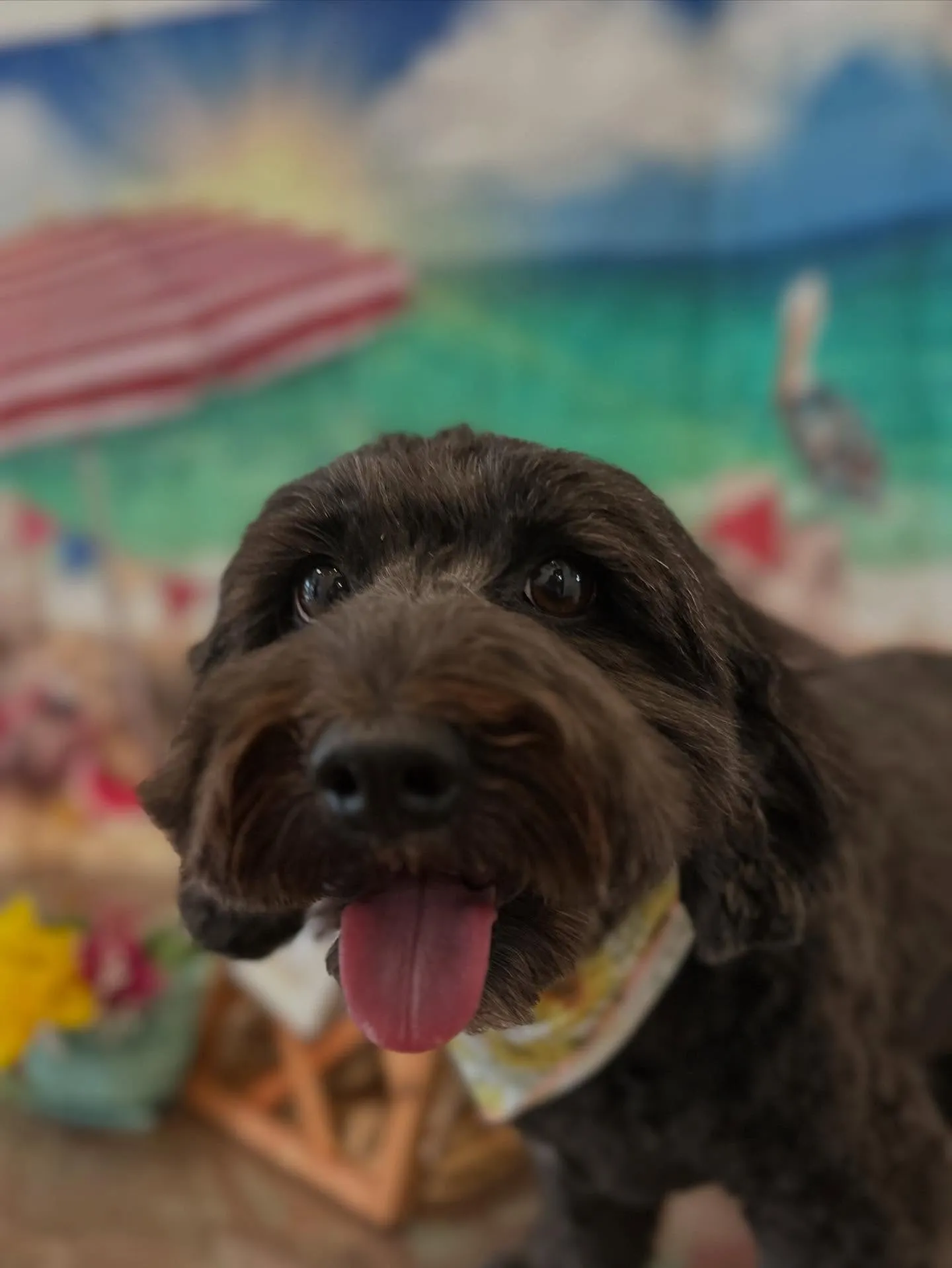 先月アップしきれなかったわんこさんたち🐾