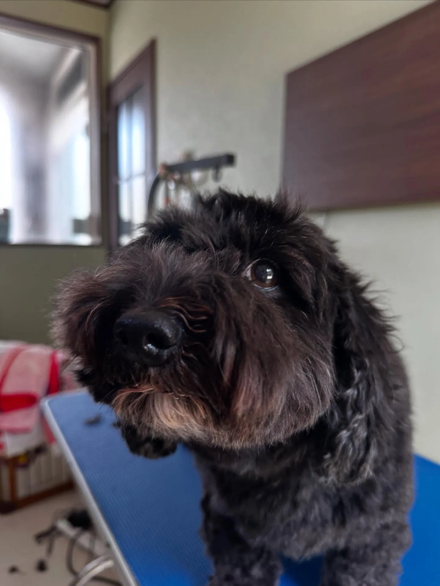 先月アップしきれなかったわんこさんたち🐾