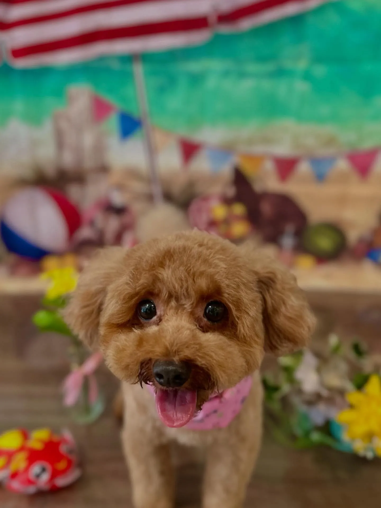 先月アップしきれなかったわんこさんたち🐾