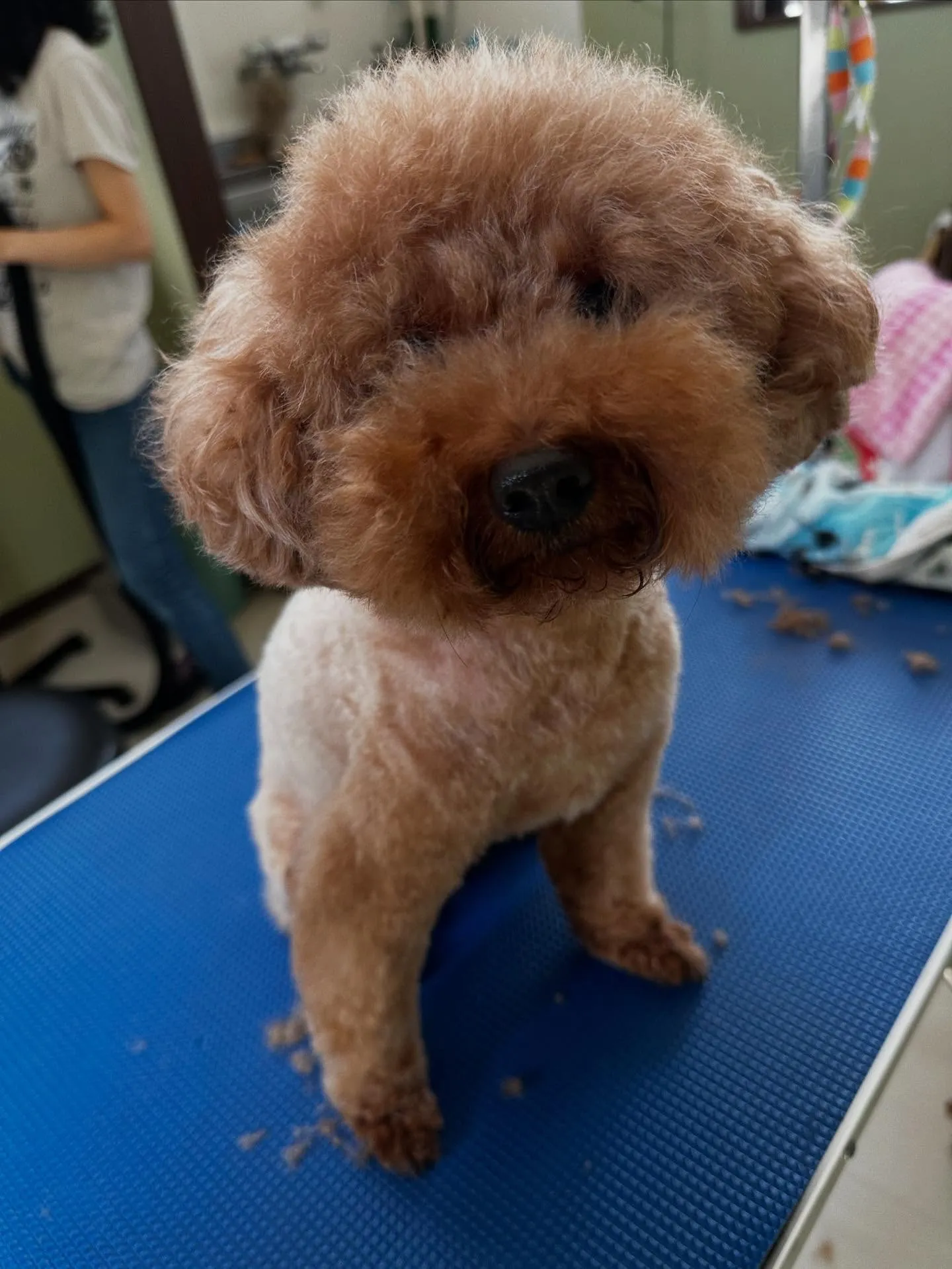 先月アップしきれなかったわんこさんたち🐾