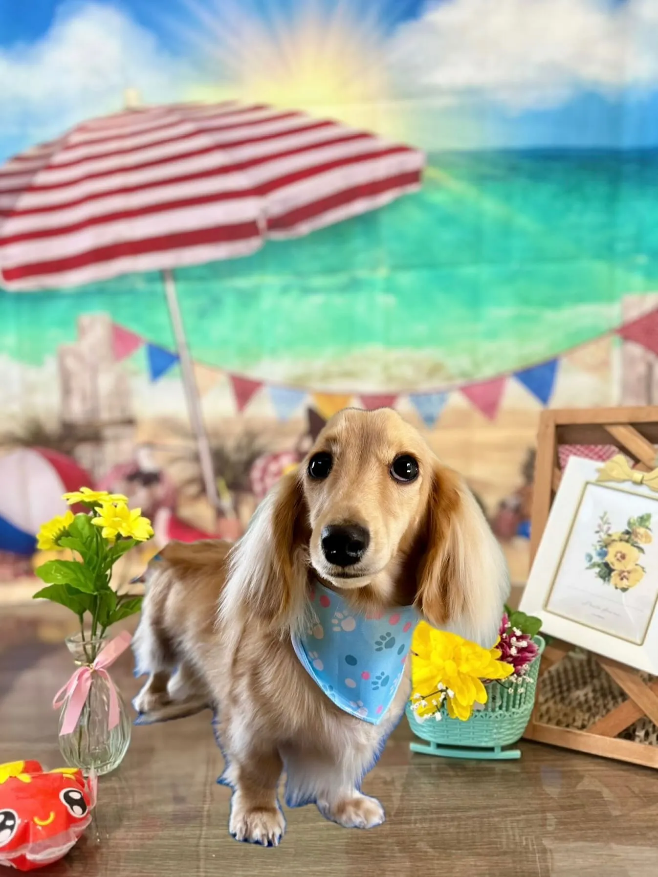 先月アップしきれなかったわんこさんたち🐾