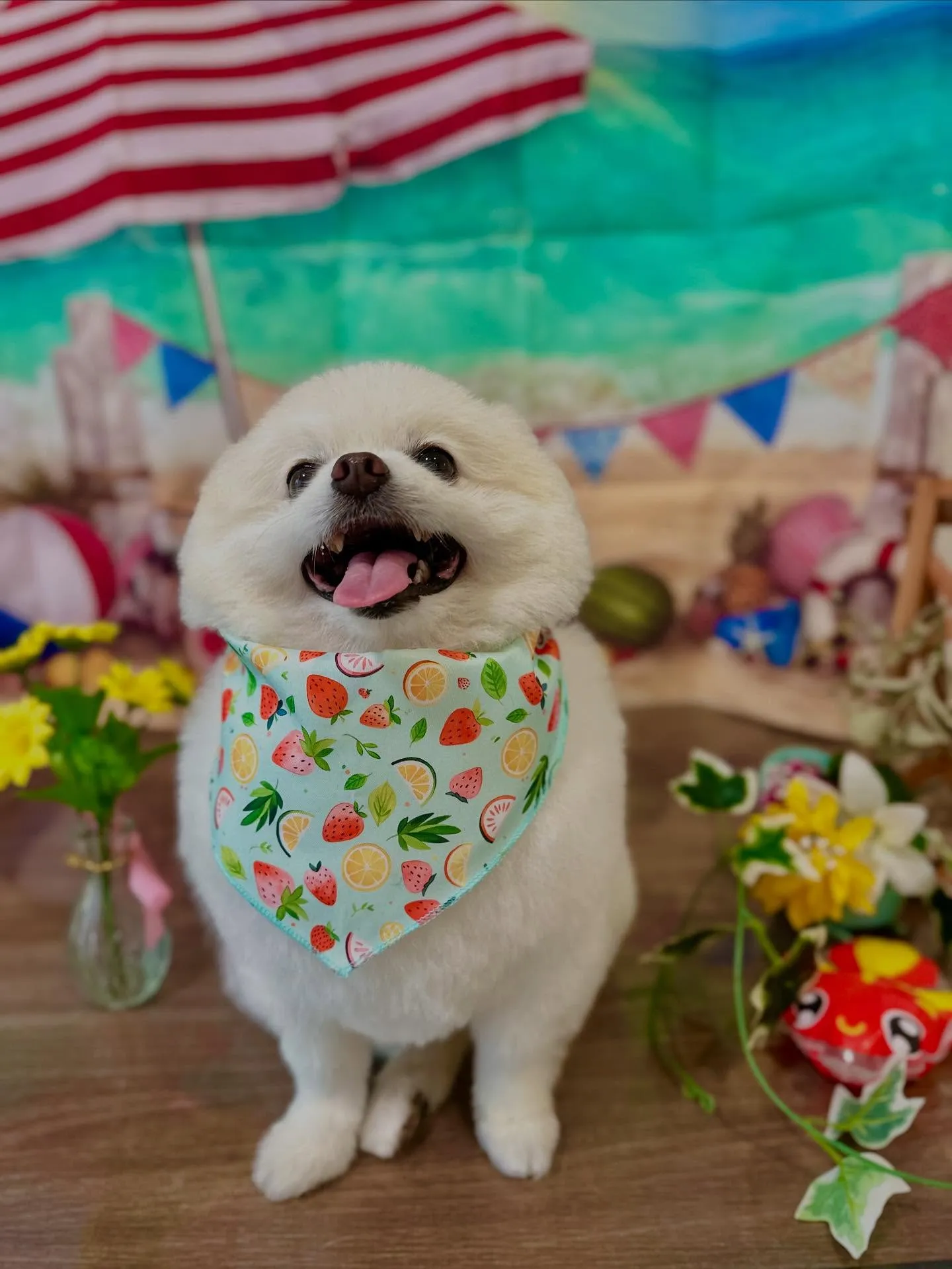 先月アップしきれなかったわんこさんたち🐾