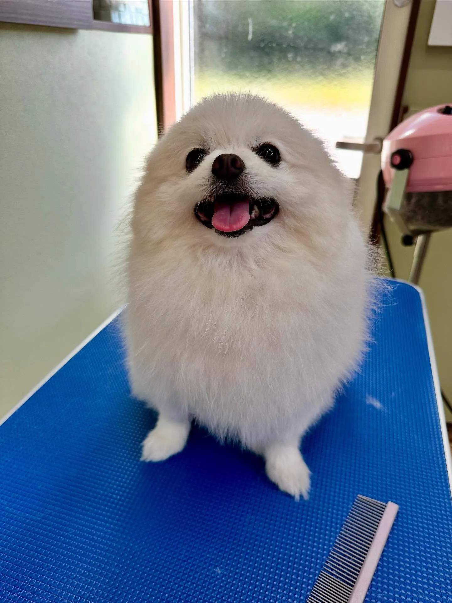 先月アップしきれなかったわんこさんたち🐾