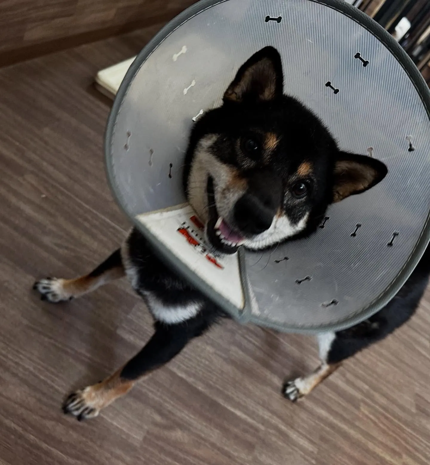 入会してくれたシキくんです🎶