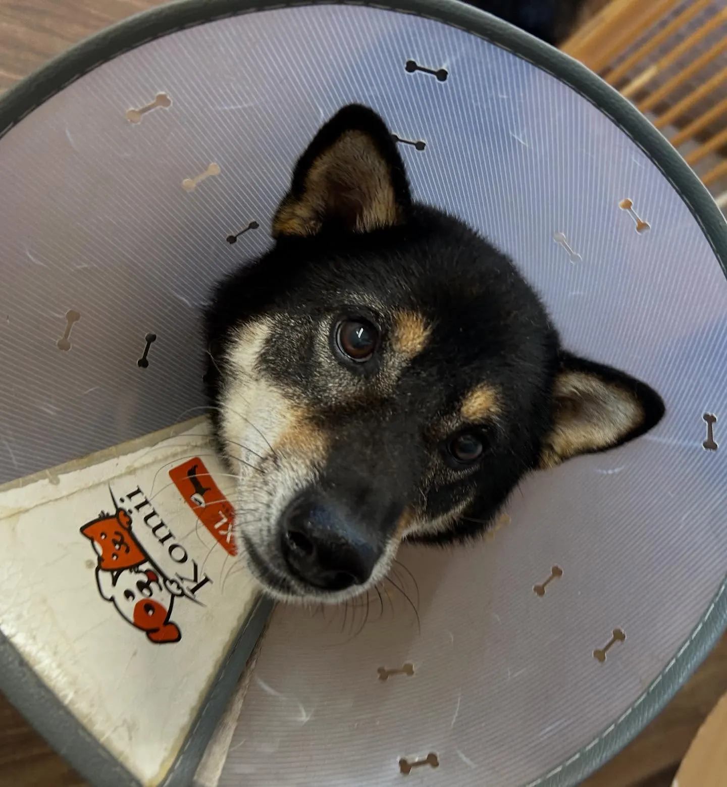 入会してくれたシキくんです🎶