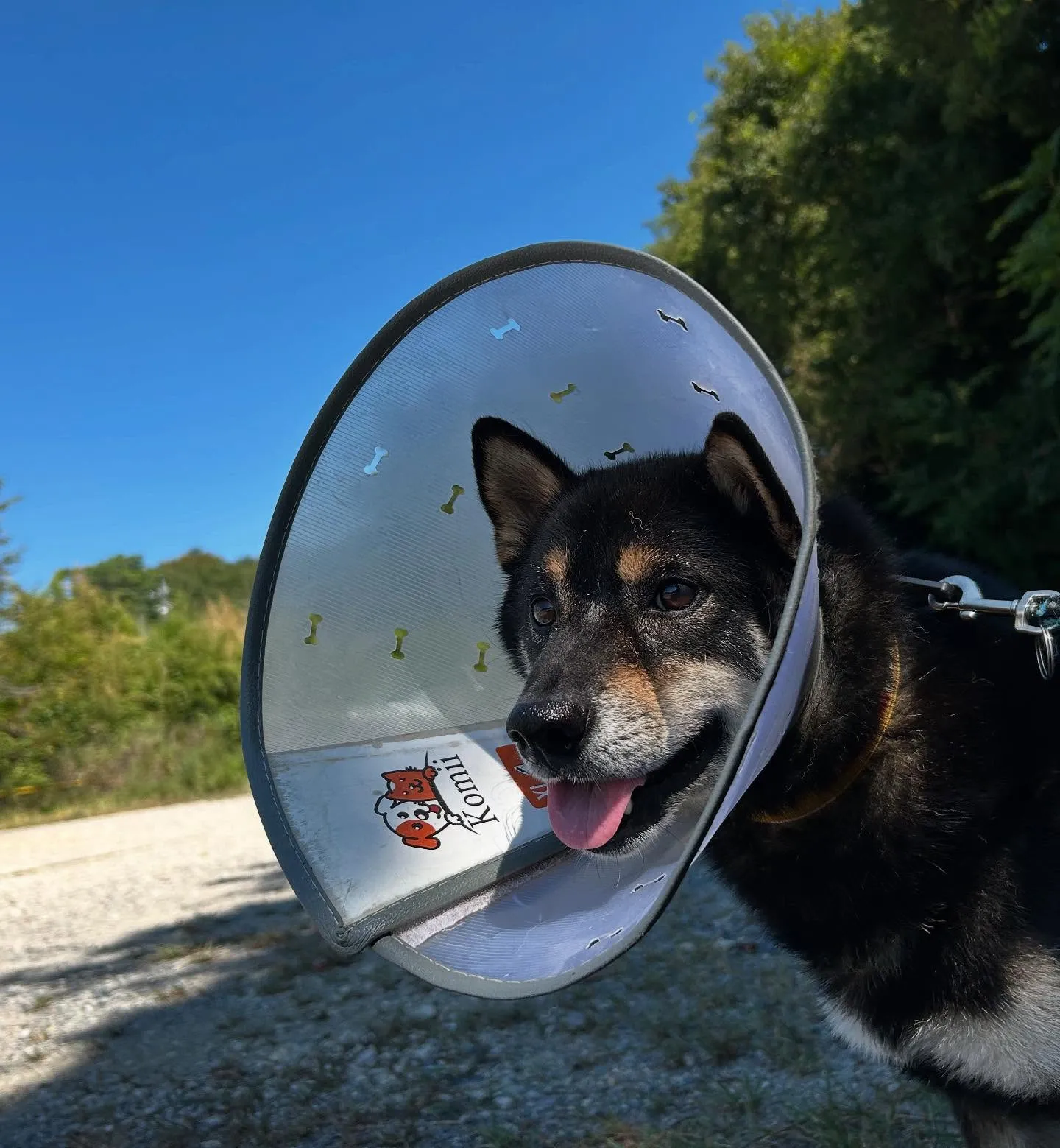 入会してくれたシキくんです🎶
