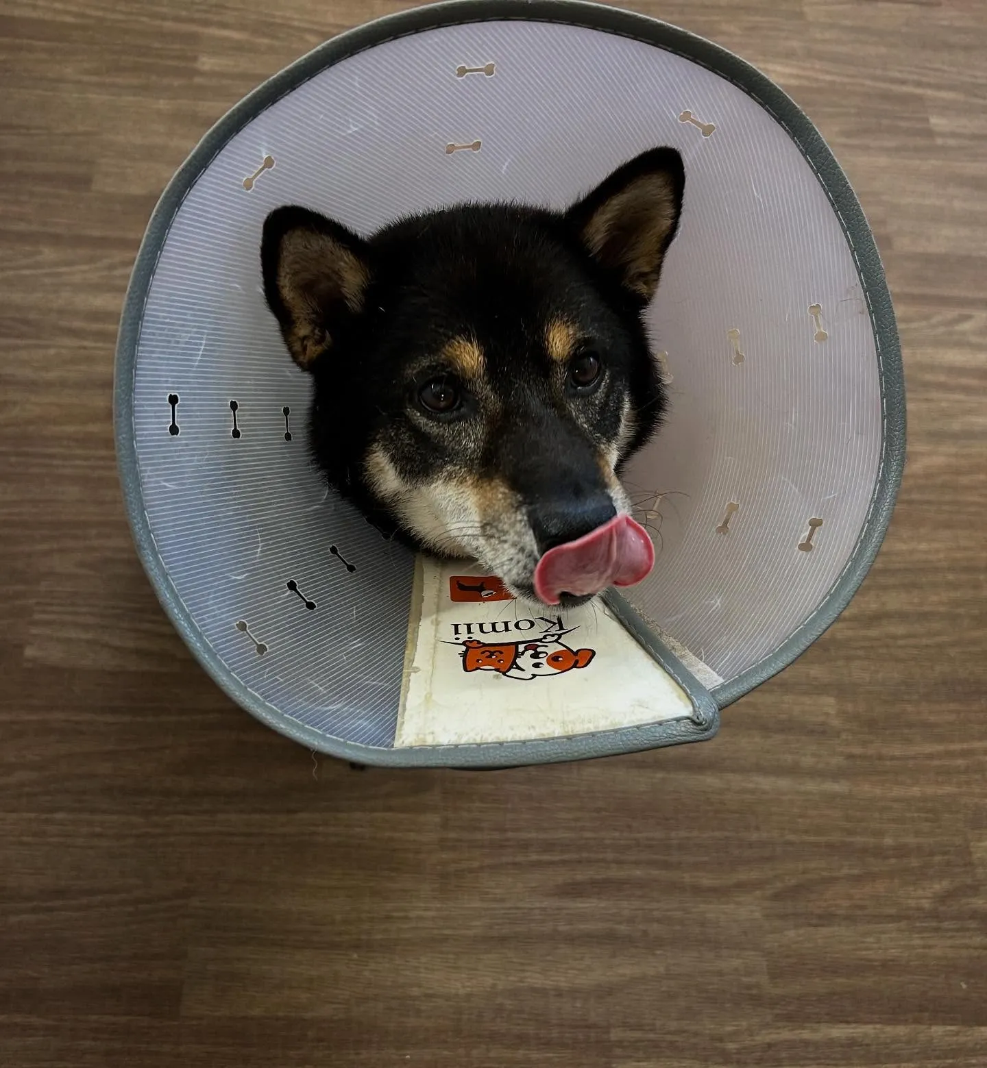 入会してくれたシキくんです🎶