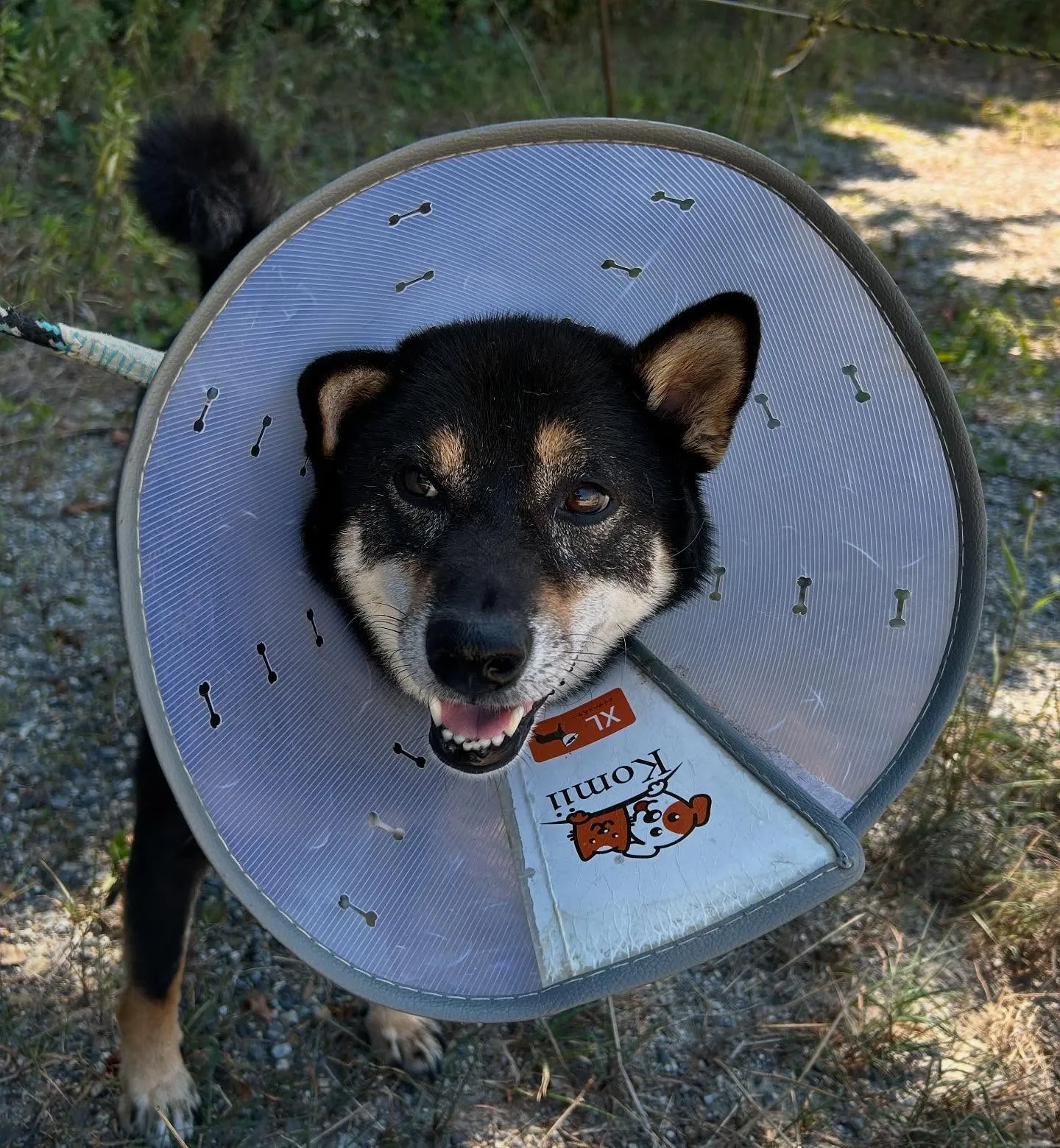 入会してくれたシキくんです🎶
