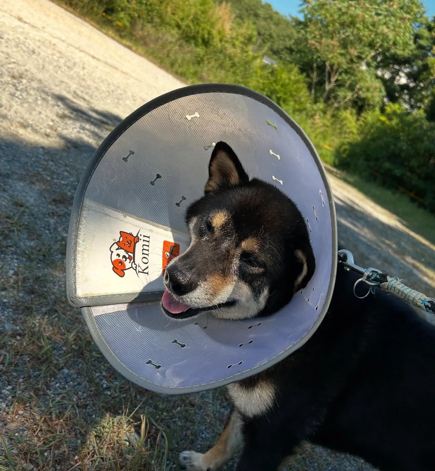 入会してくれたシキくんです🎶