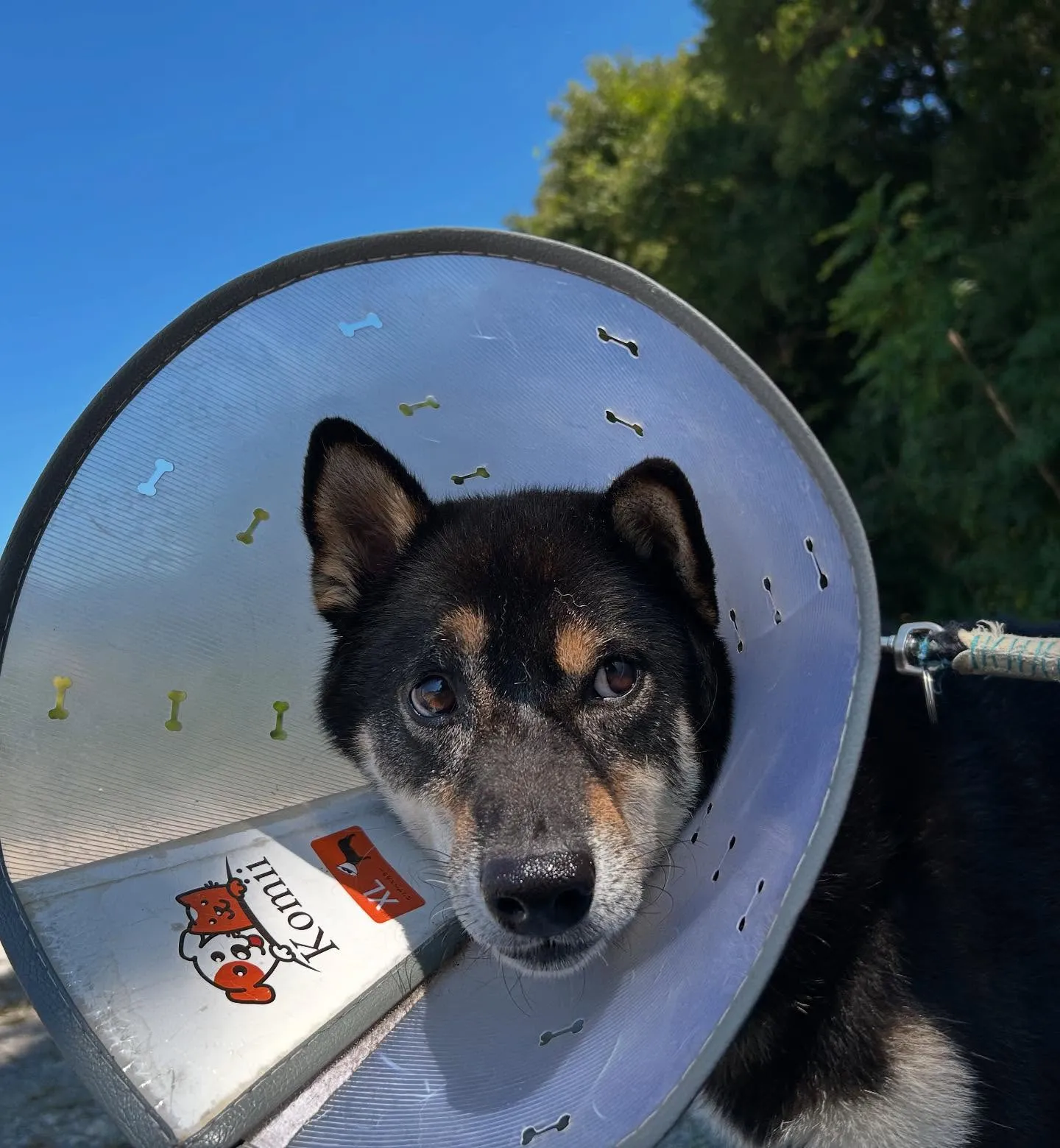 入会してくれたシキくんです🎶