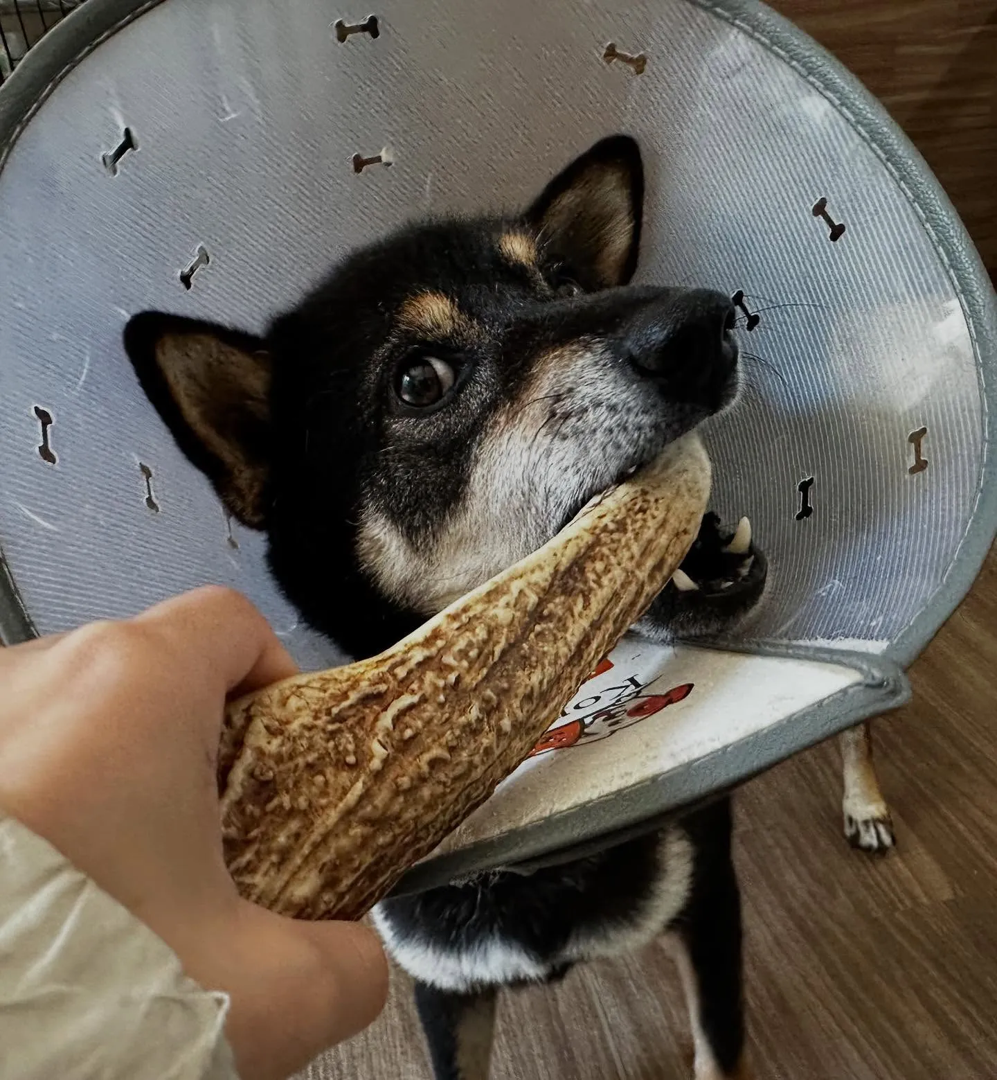 入会してくれたシキくんです🎶