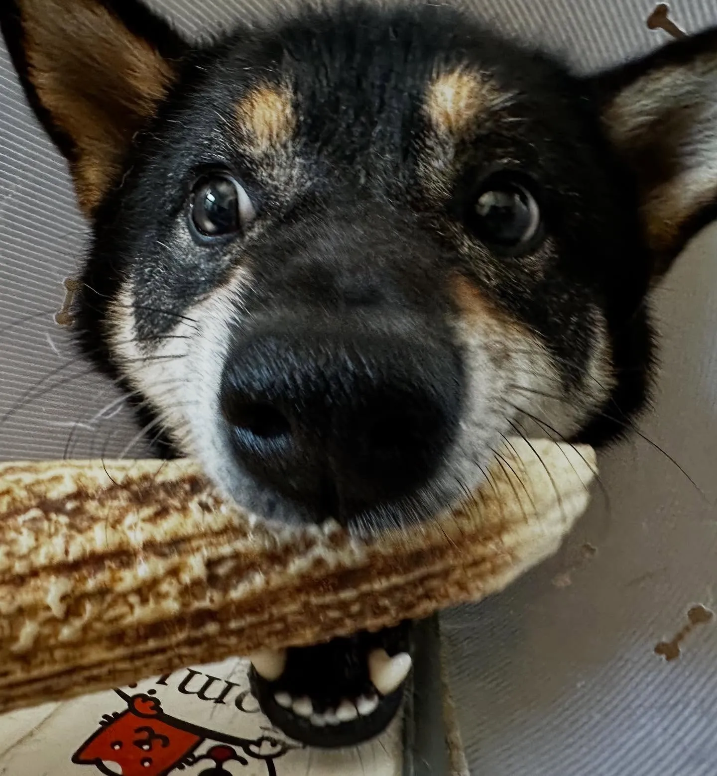 入会してくれたシキくんです🎶