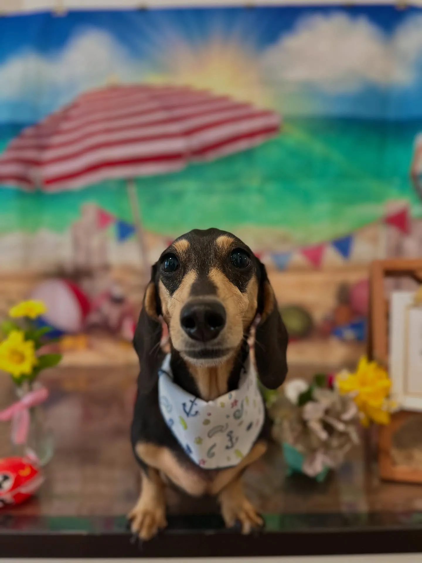 先月アップしきれなかったトリミングわんこたちです🐾