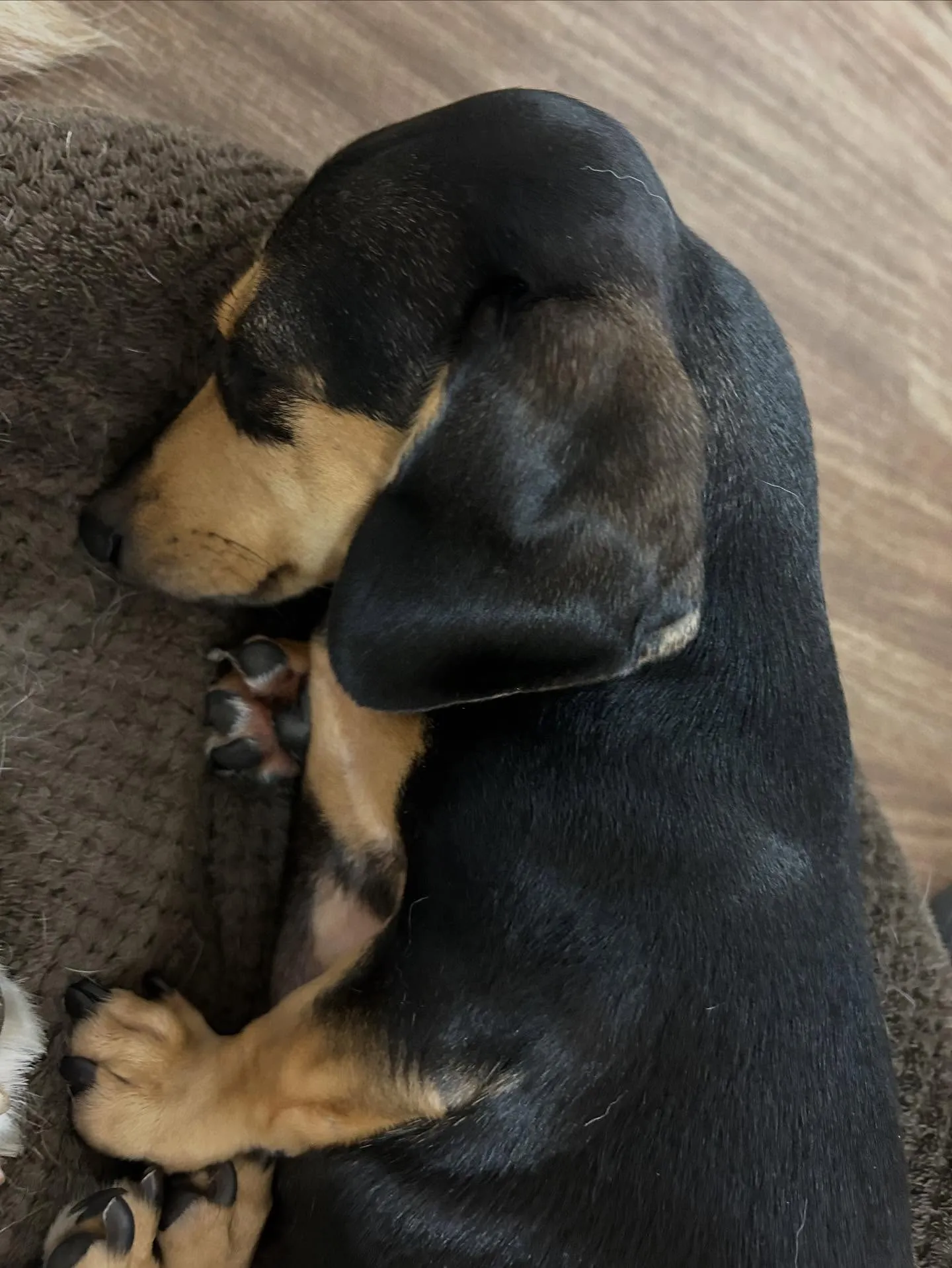 先月アップしきれなかったトリミングわんこたちです🐾