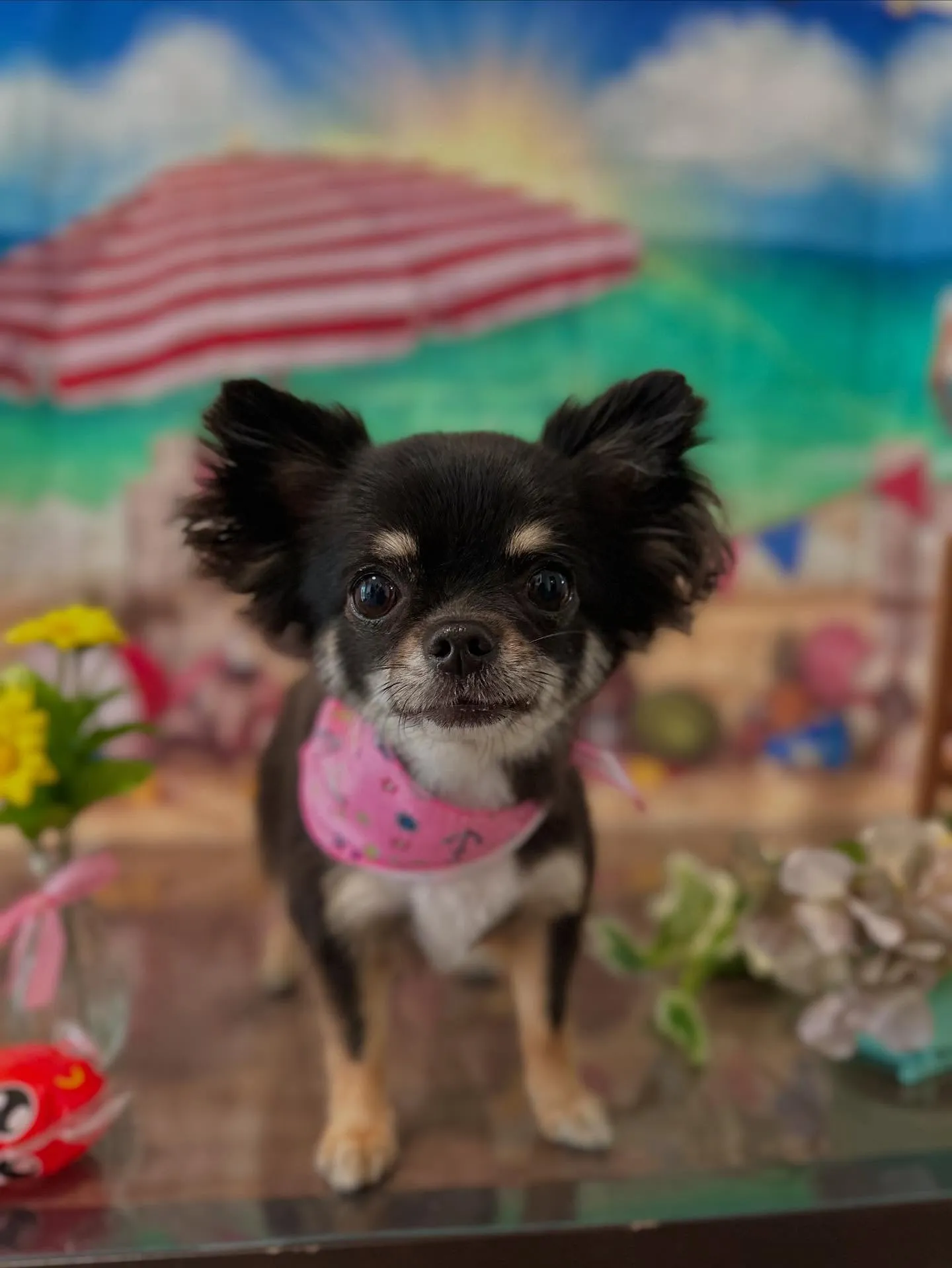 先月アップしきれなかったトリミングわんこたちです🐾