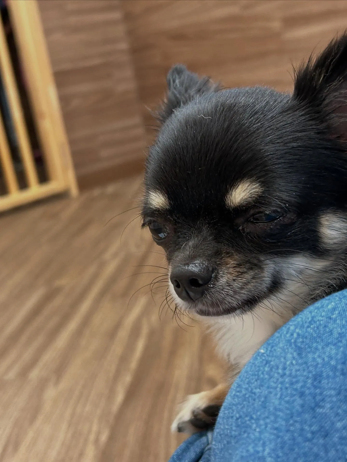 先月アップしきれなかったトリミングわんこたちです🐾