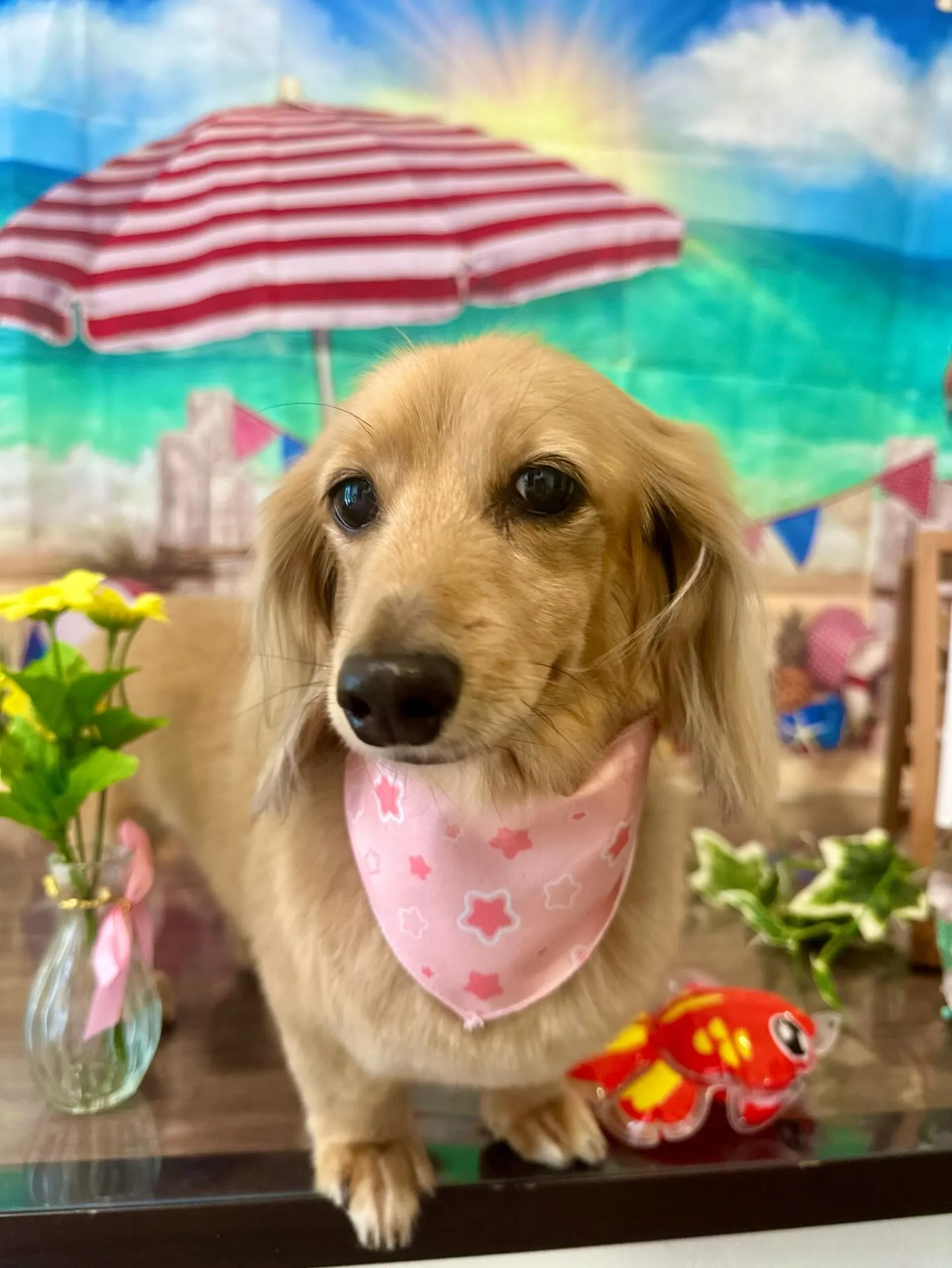 先月アップしきれなかったトリミングわんこたちです🐾