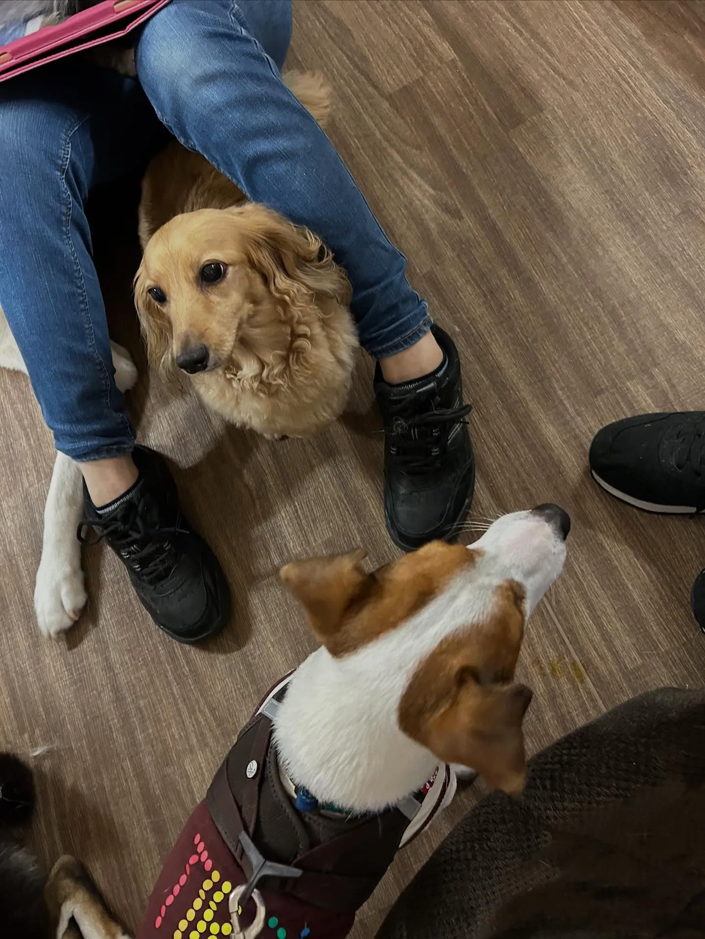 先月アップしきれなかったトリミングわんこたちです🐾