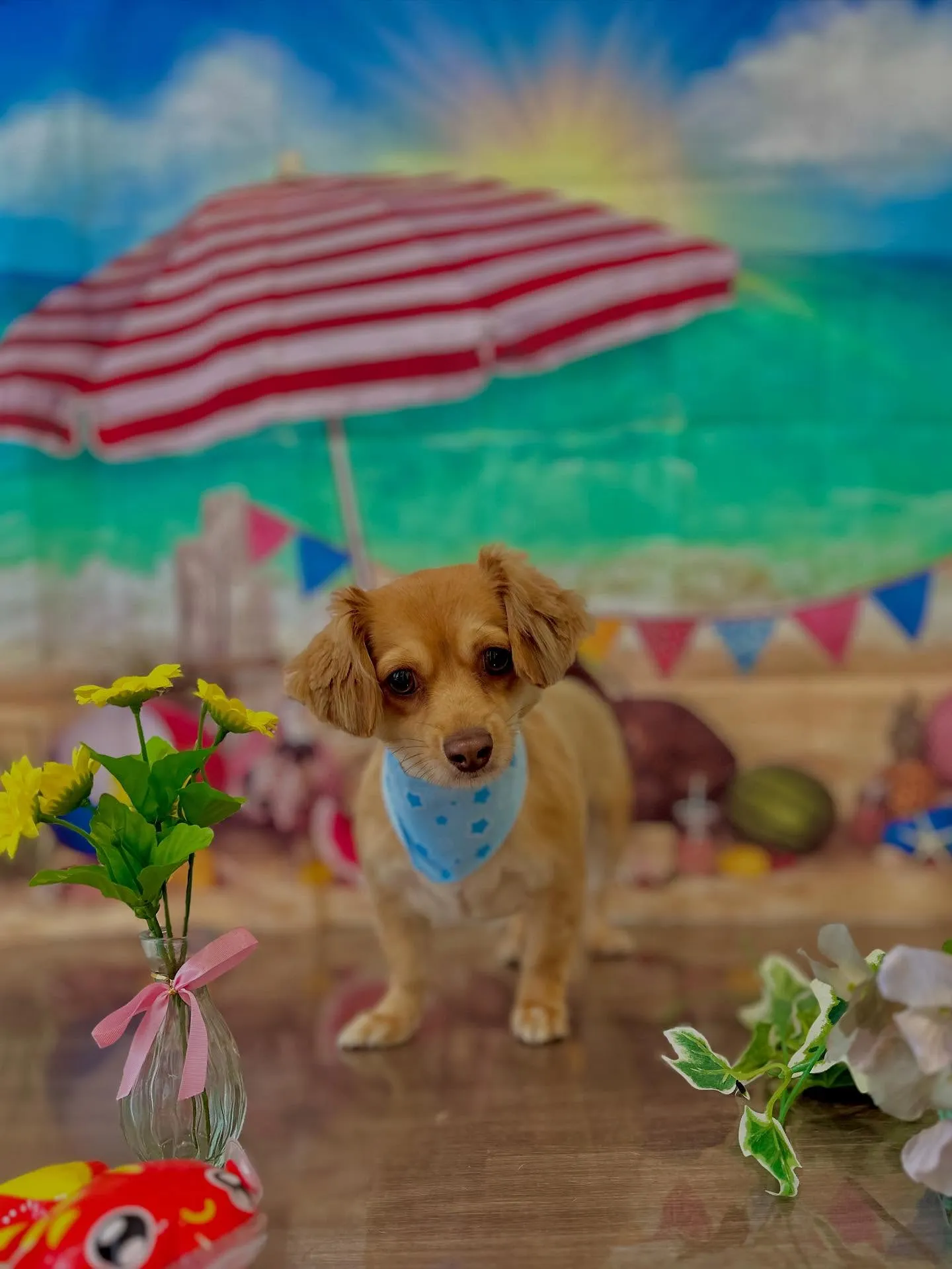 先月アップしきれなかったトリミングわんこたちです🐾