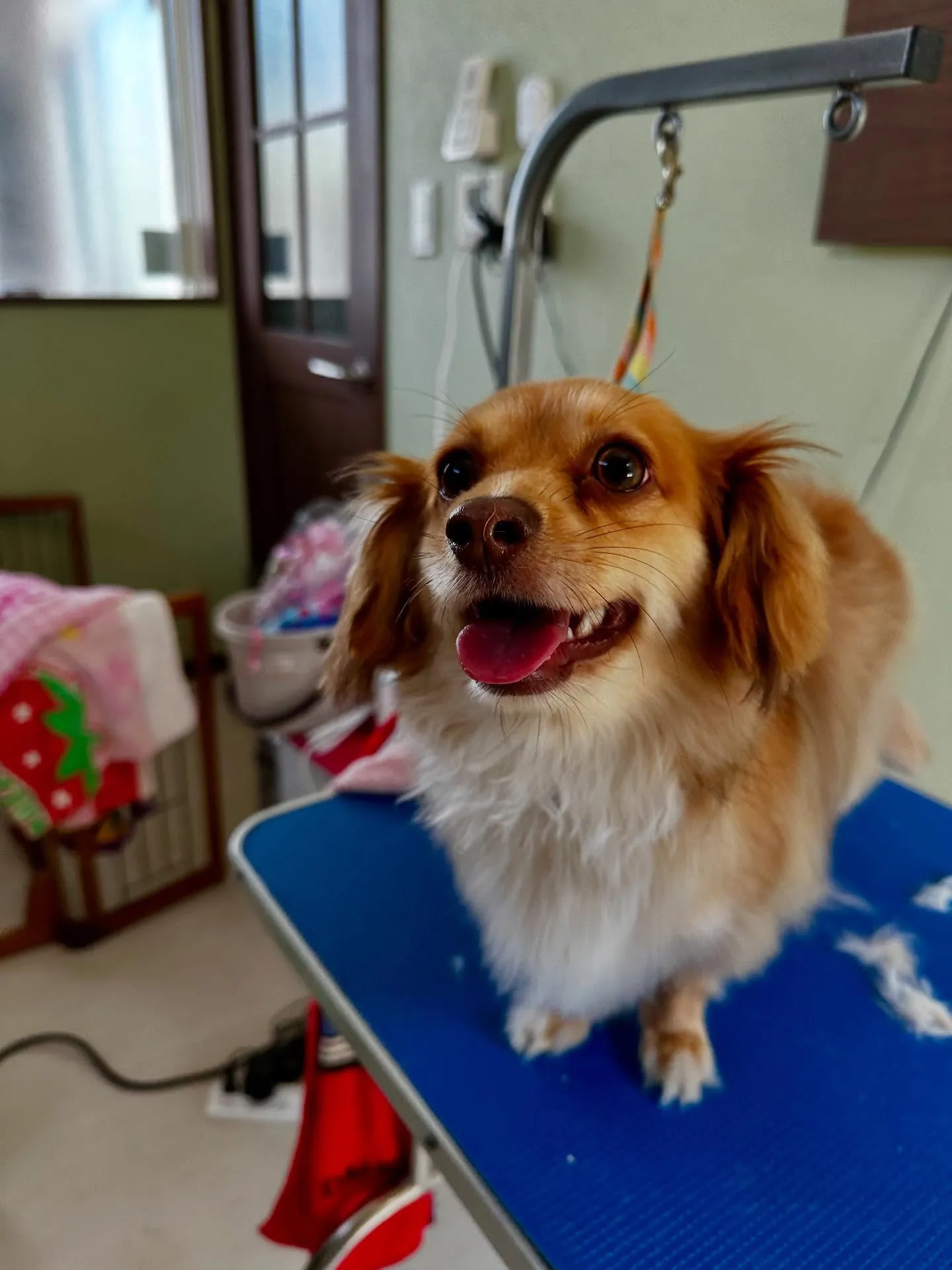 先月アップしきれなかったトリミングわんこたちです🐾