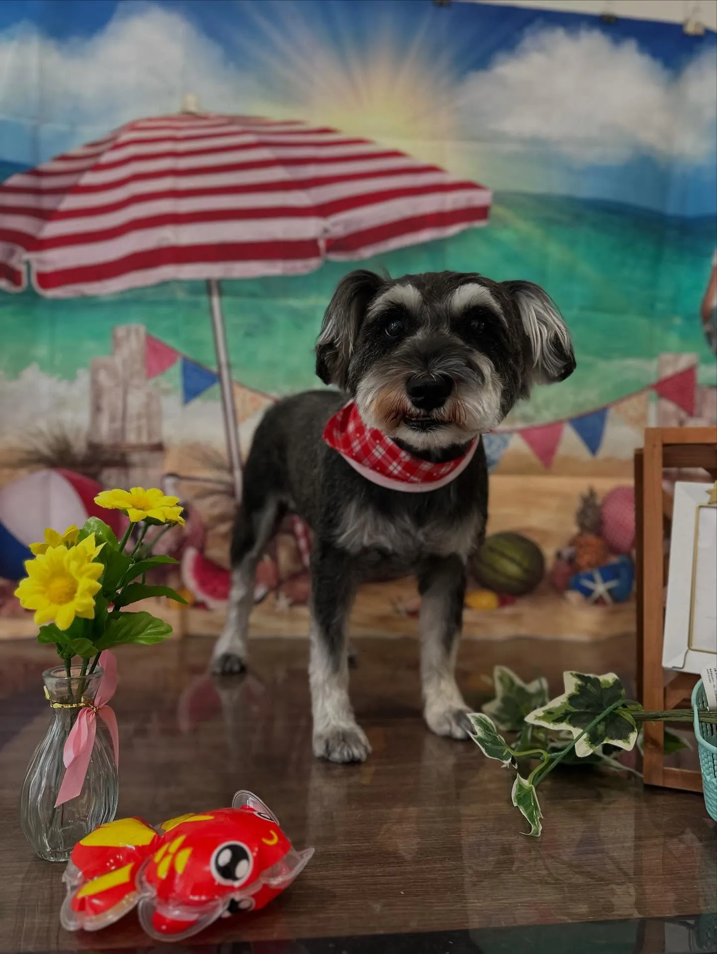 先月アップしきれなかったトリミングわんこたちです🐾