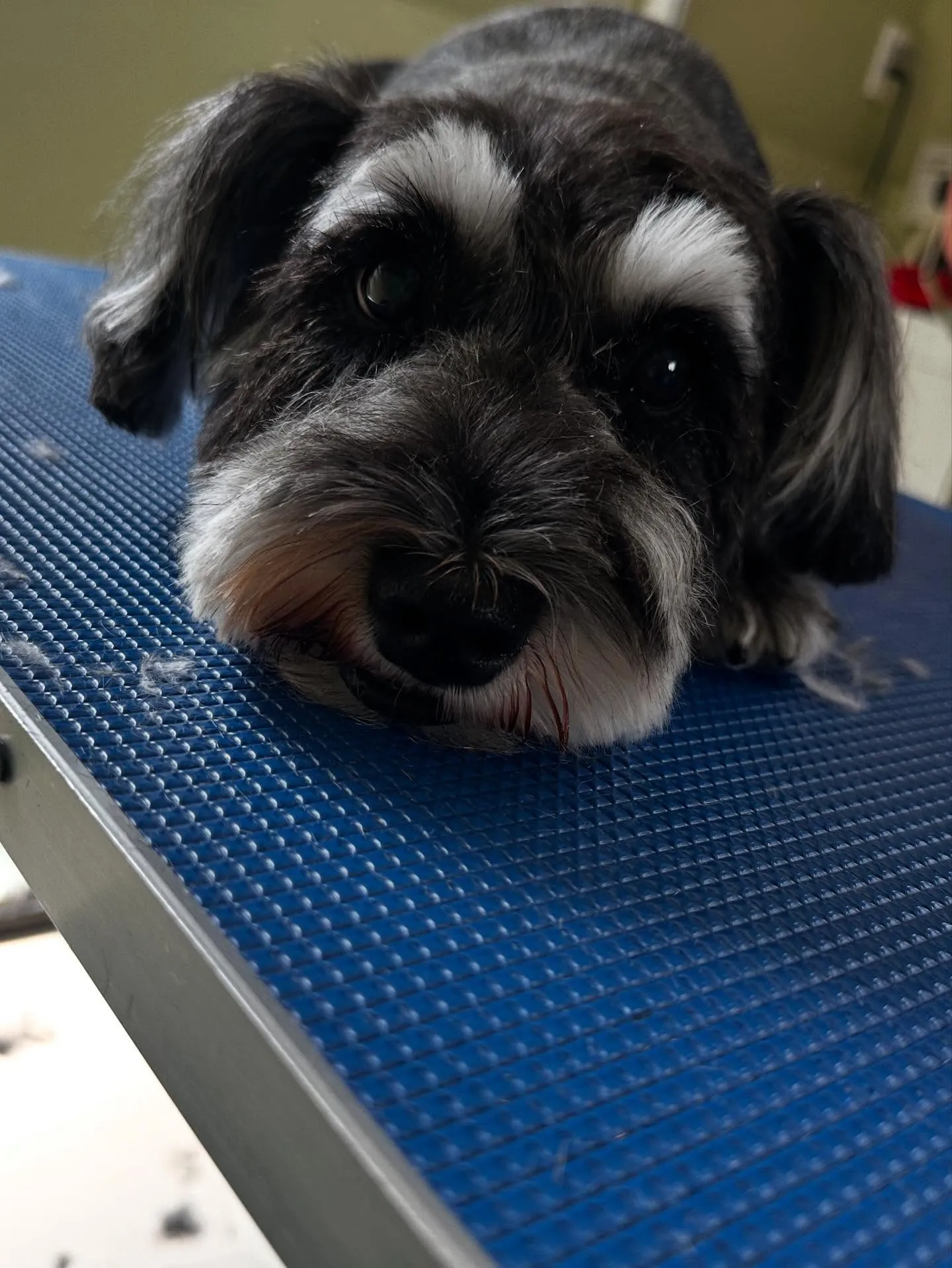 先月アップしきれなかったトリミングわんこたちです🐾